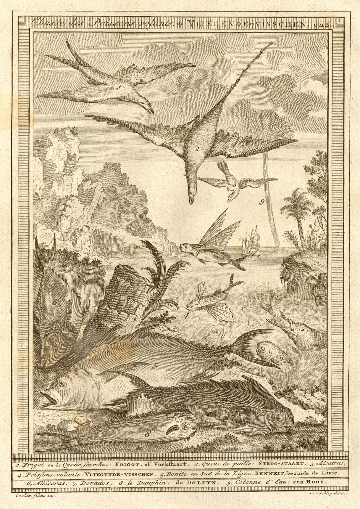 Associate Product 'Chasse de poissons volans'. Birds hunting flying fish South Africa. SCHLEY 1747