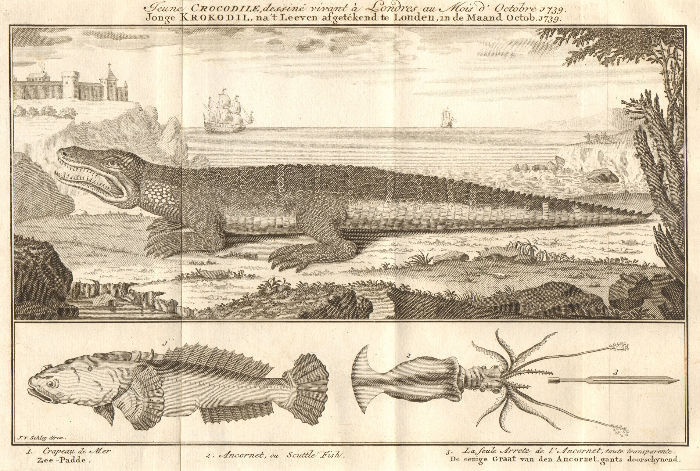 Associate Product Young Crocodile, drawn in London October 1739. Sea toad. Cuttlefish. SCHLEY 1747
