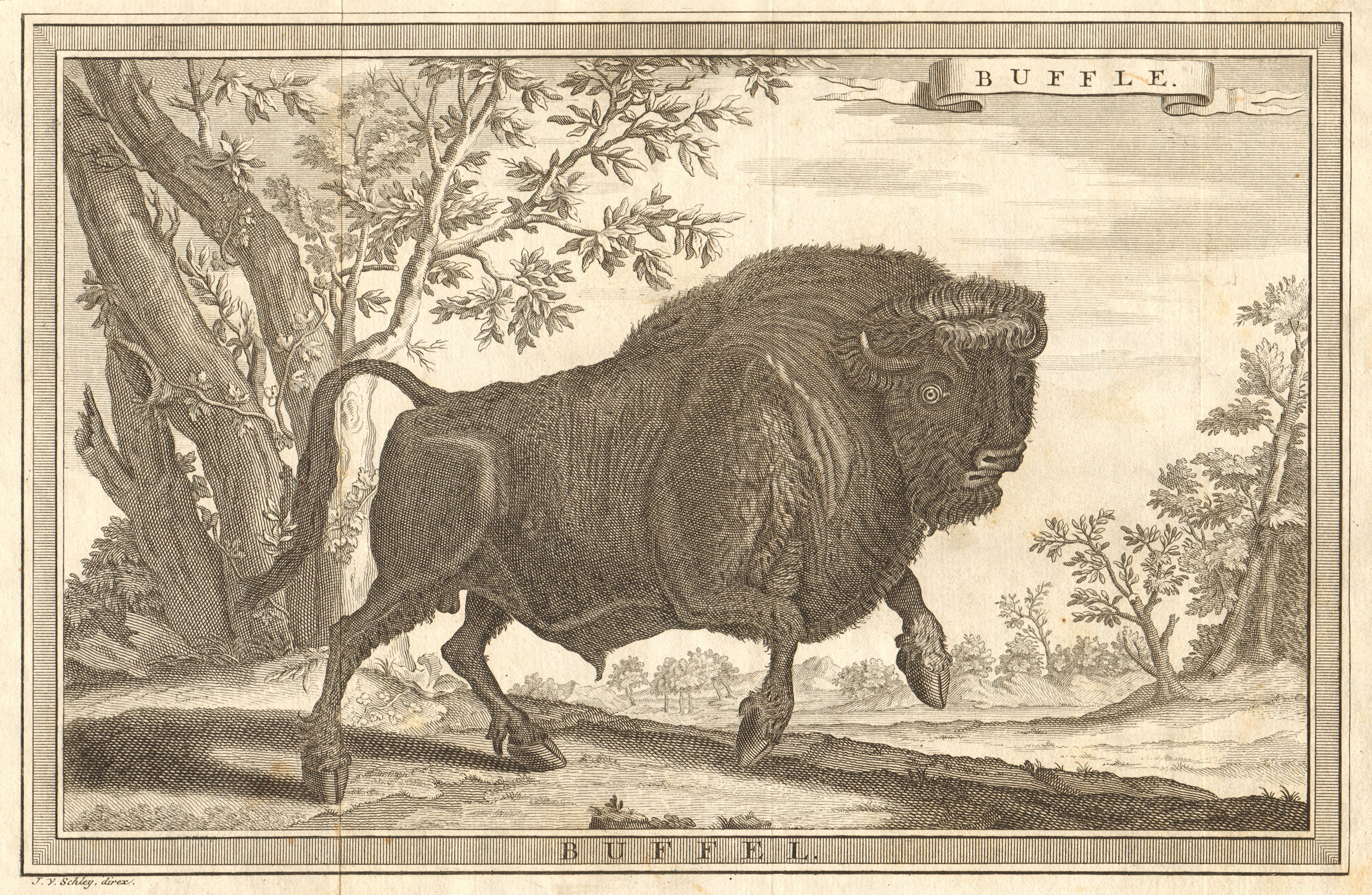 'Buffle'. West Africa. Buffalo. SCHLEY 1747 old antique vintage print picture