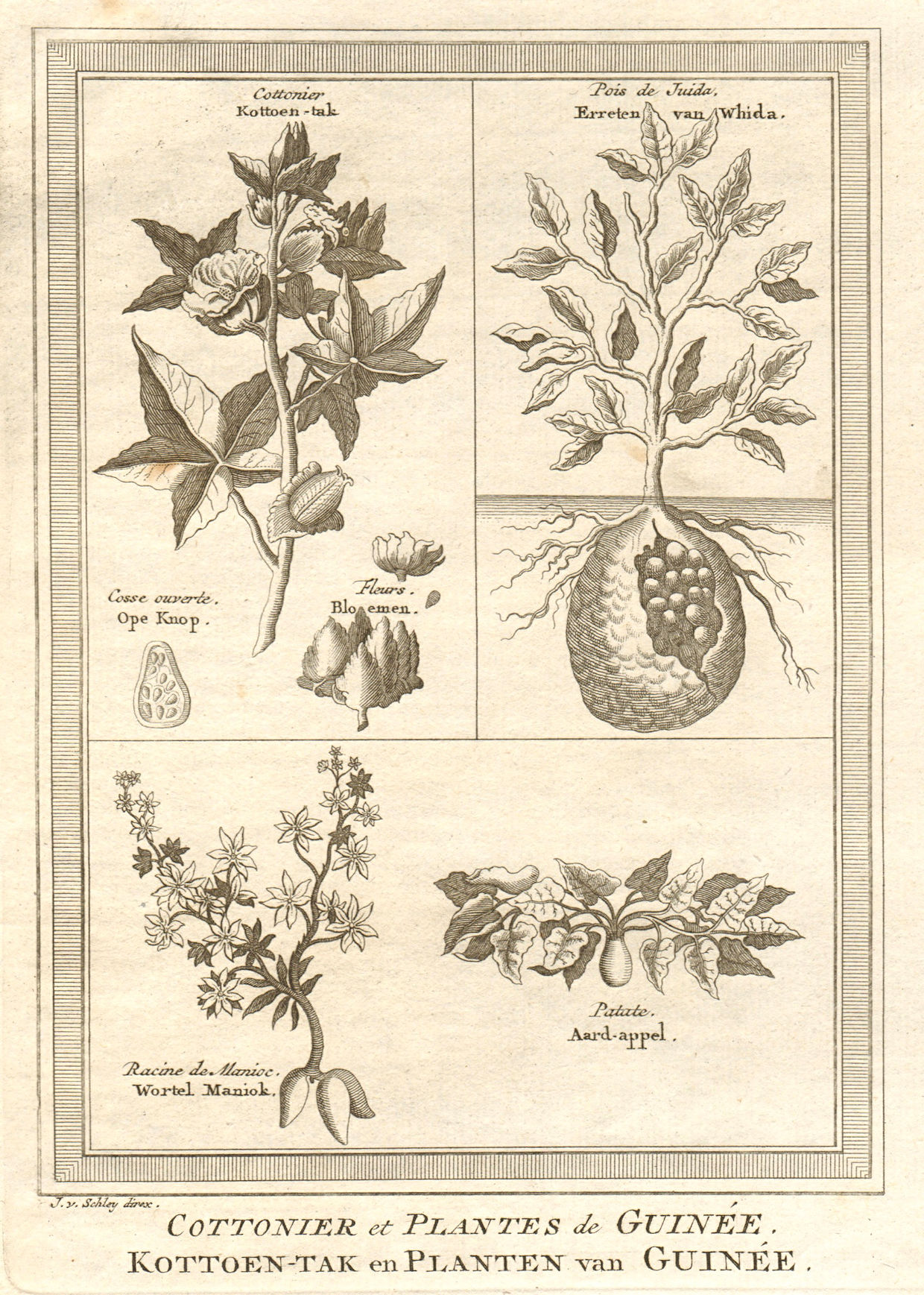 Associate Product 'Cottonier & plantes de Guinée'. Cotton & other West African plants. SCHLEY 1747