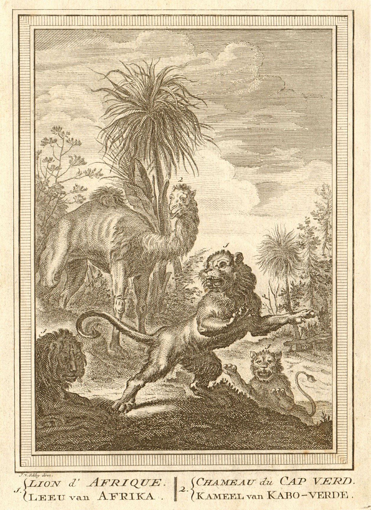 'Lion d’Afrique, Chameau du Cap-Verd'. African Lion. Camel. Senegal. SCHLEY 1747