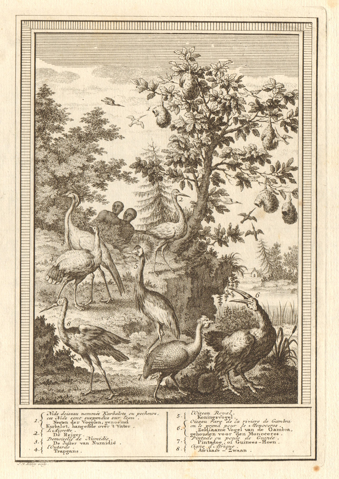 West African birds. Kurbalot Fisher Aigret Bustard Damsel Monoceros. SCHLEY 1747