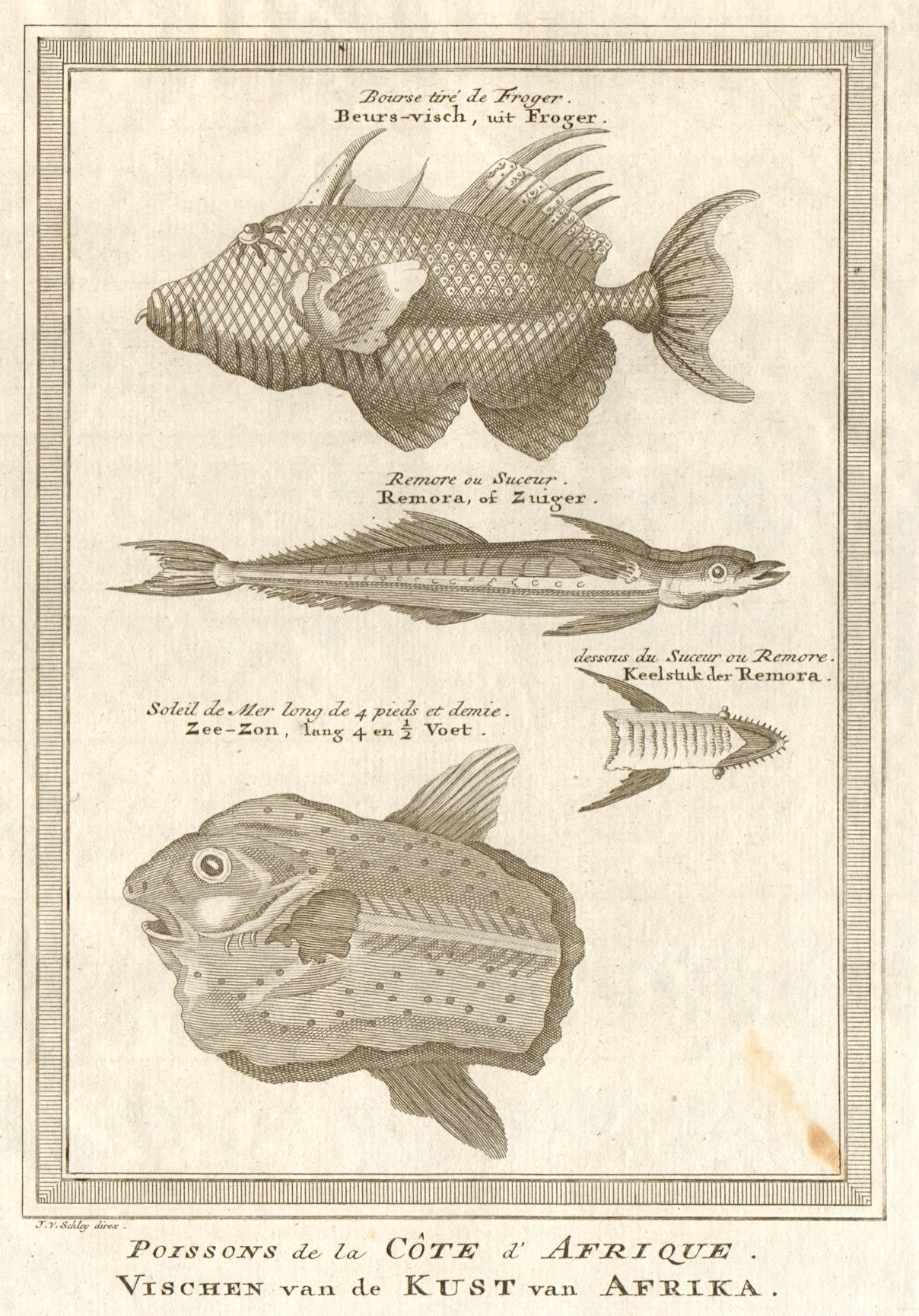 Associate Product West African Fish. Filefish. Remora or suckerfish. Ocean Sunfish. SCHLEY 1747