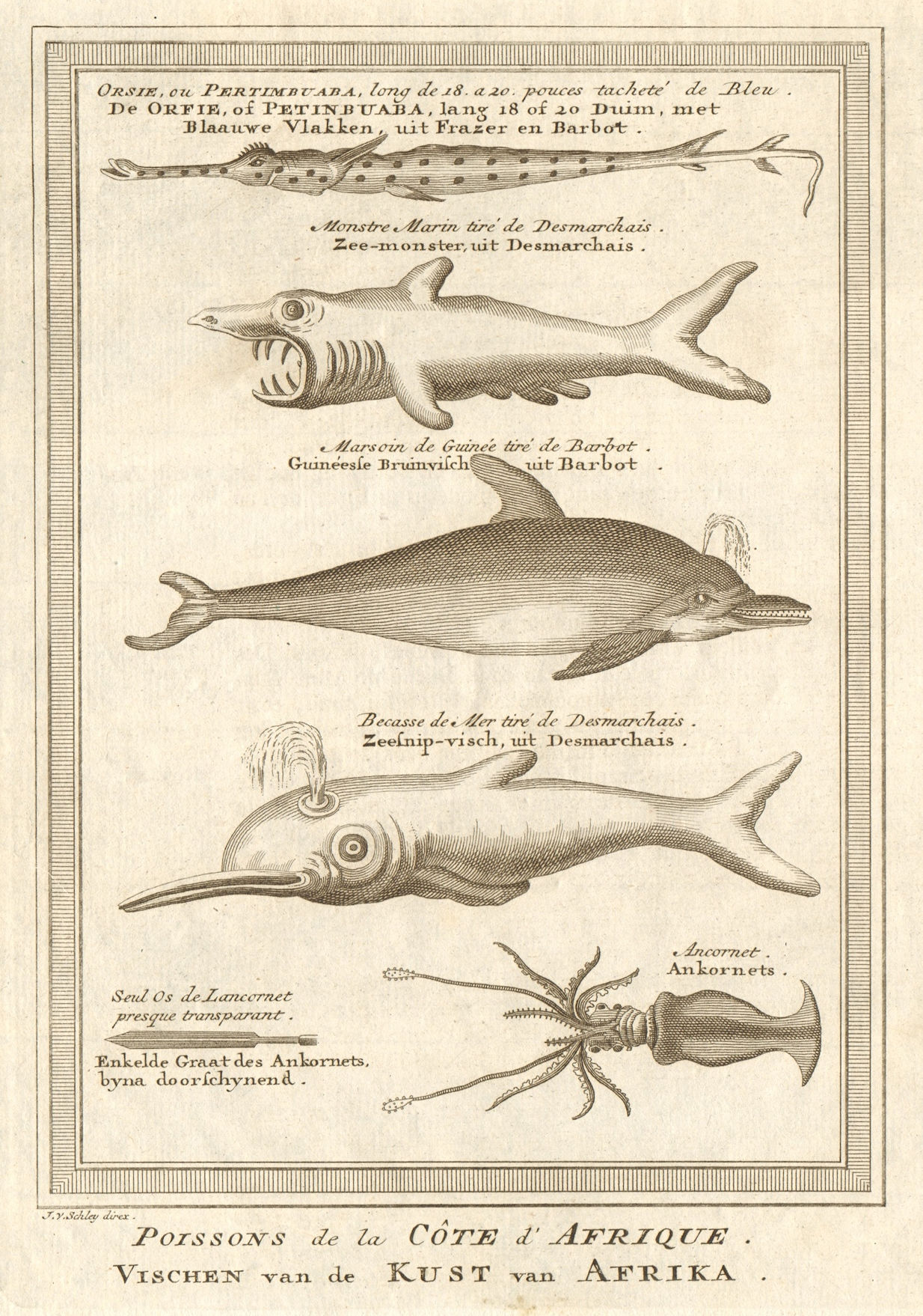 African fish. Cornetfish. Basking Shark. Dolphin. Seasnipe. Squid. SCHLEY 1748