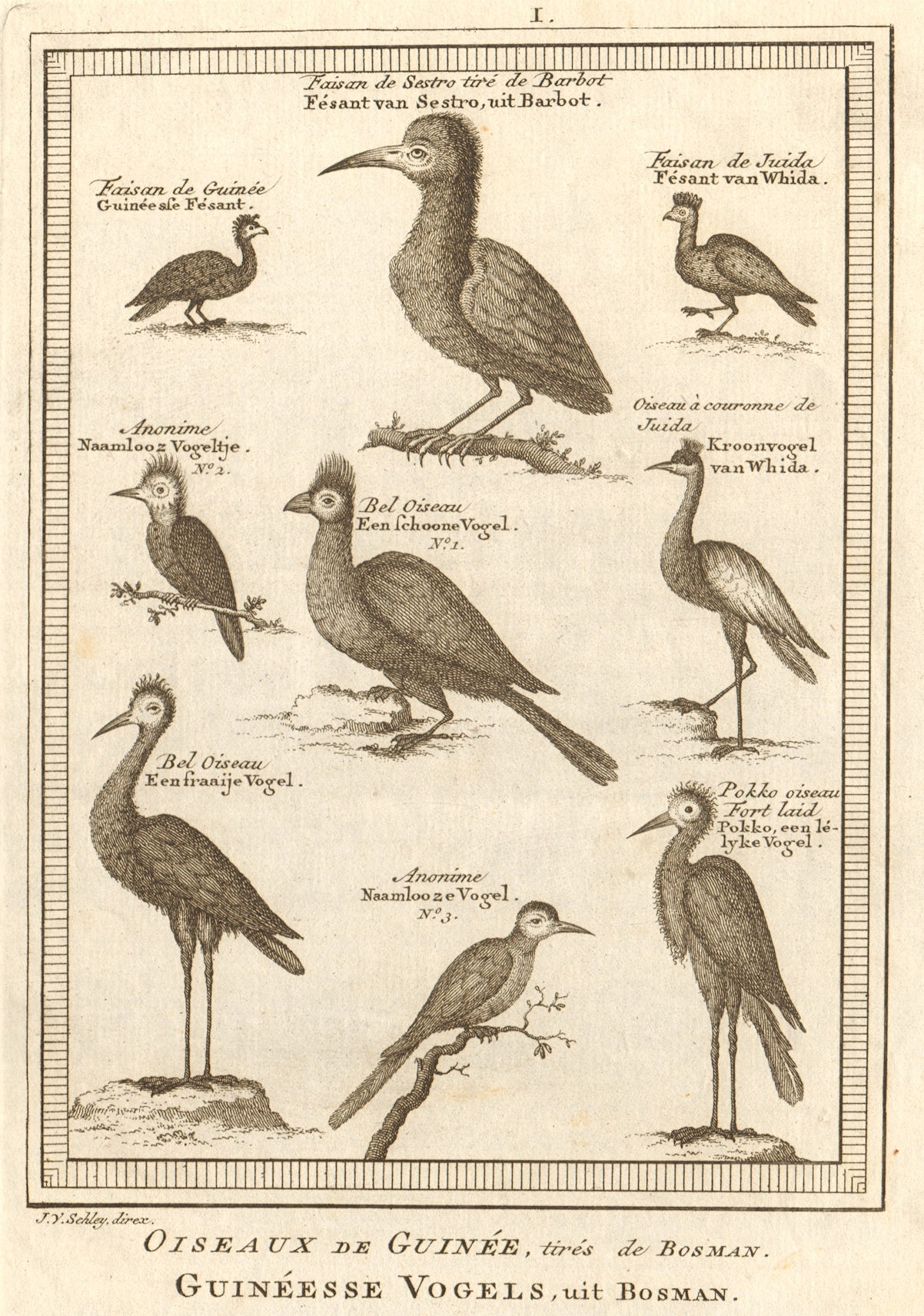 Associate Product Oiseaux de Guinée. West African birds Sestro Ouidah Guinea pheasants SCHLEY 1748