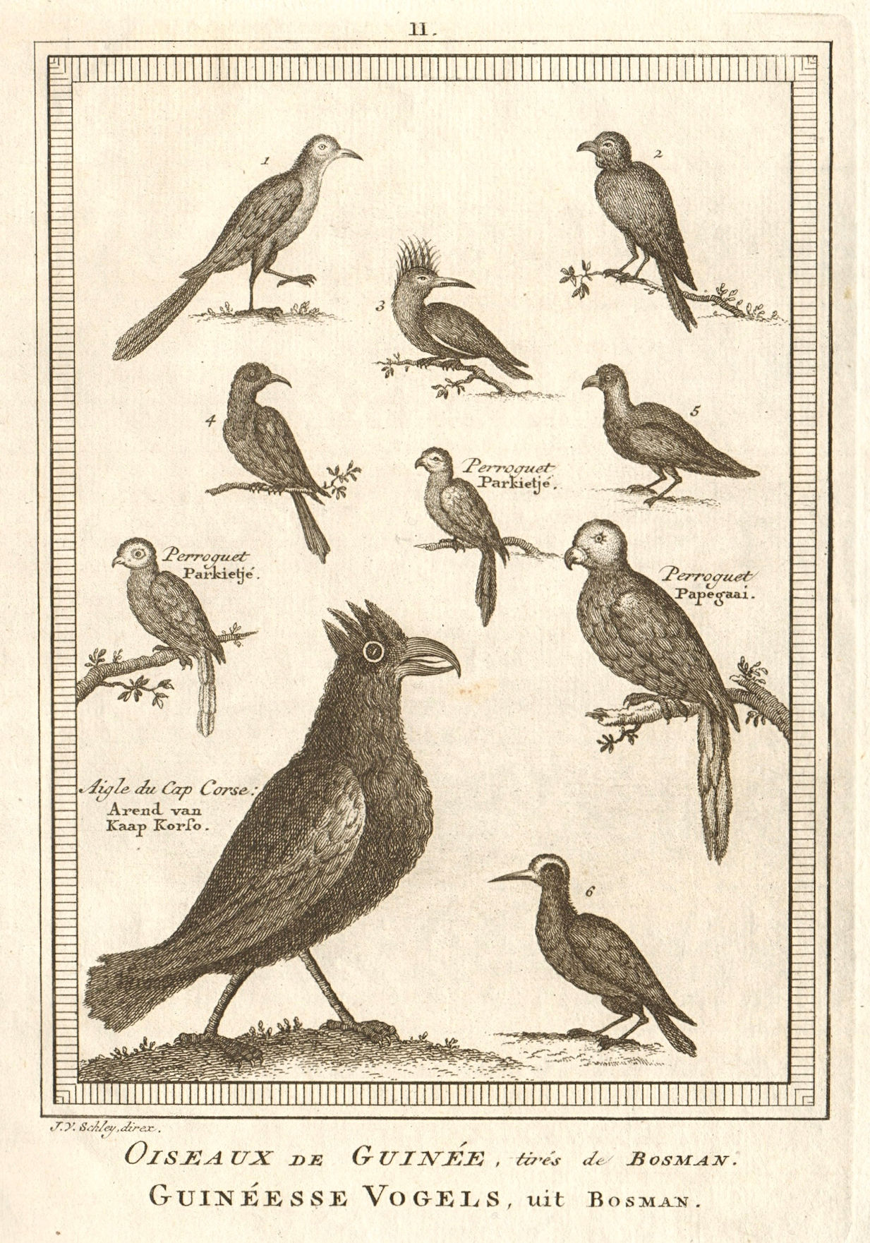 Associate Product 'Oiseaux de Guinée'. West African birds. Parrots. Cape Coast eagle. SCHLEY 1748