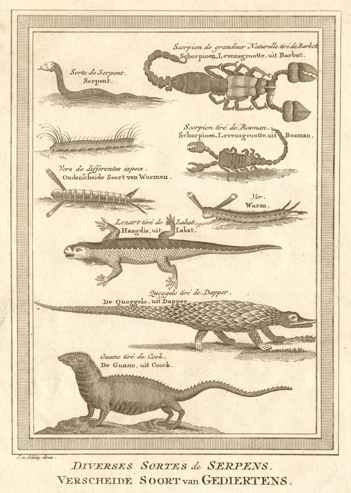 Associate Product West Africa. Serpents snakes reptiles worms scorpions iguanas. SCHLEY 1748