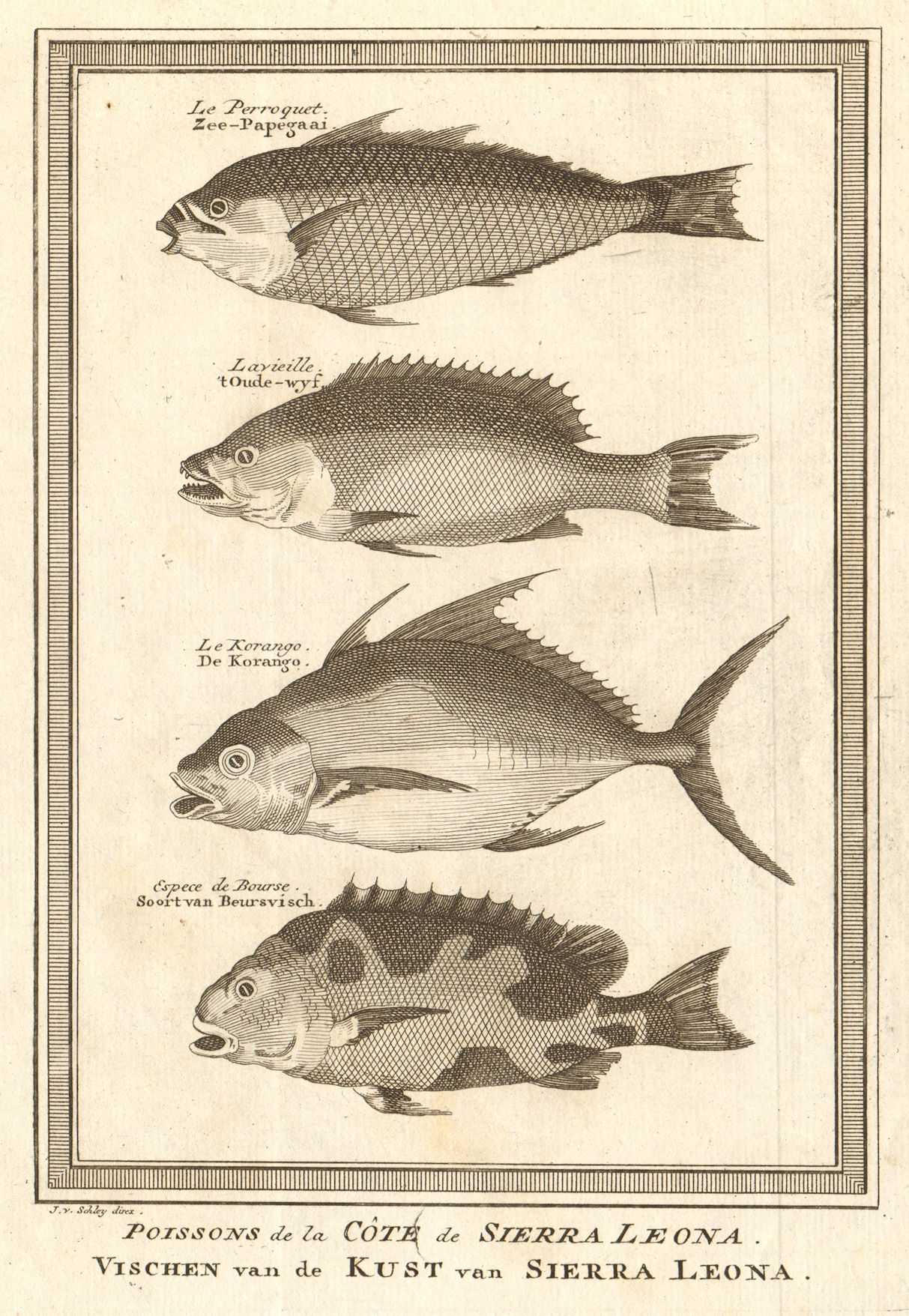 Associate Product Sierra Leone fish. Parrot fish "Old wife" Trevally Filefish. SCHLEY 1748 print