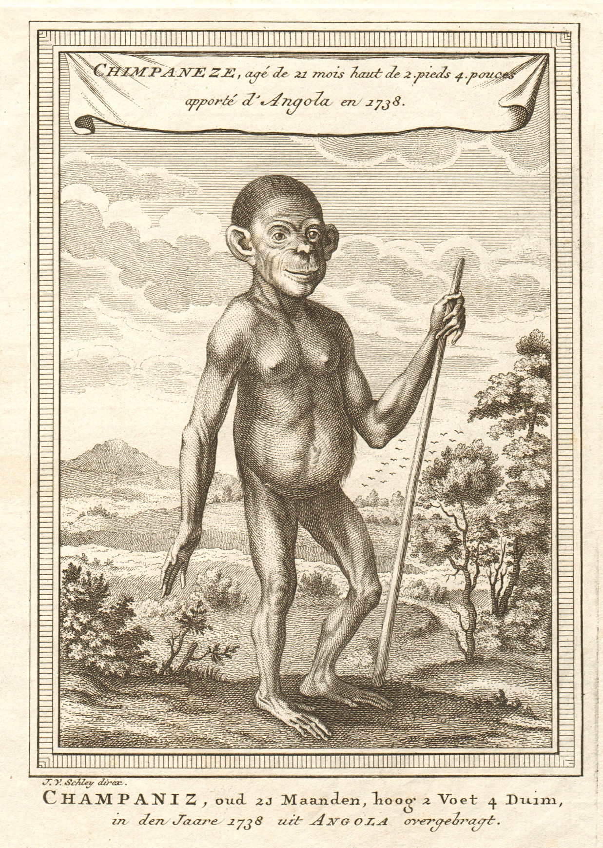 Associate Product Chimpaneze, 21 months old, brought from Angola in 1738. SCHLEY 1748 print