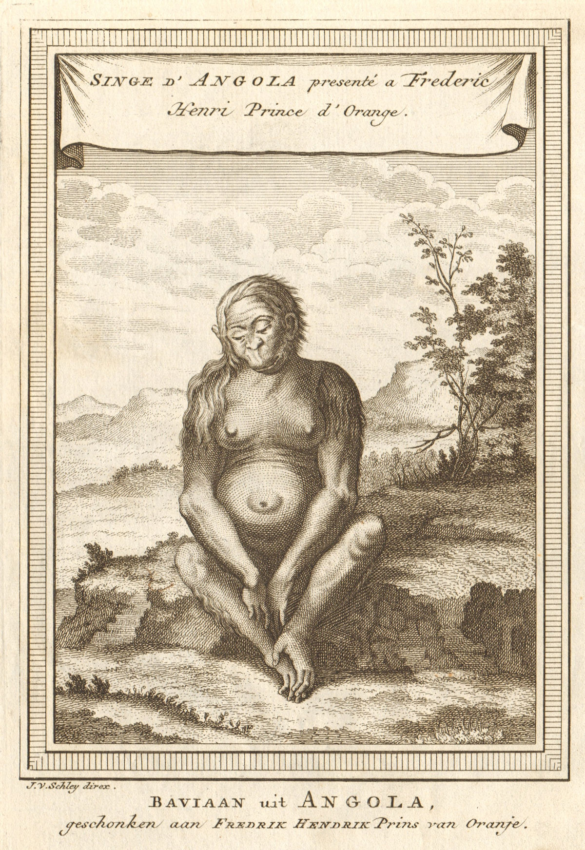 Monkey from Angola, presented to Frederick Henry, Prince of Orange. SCHLEY 1748