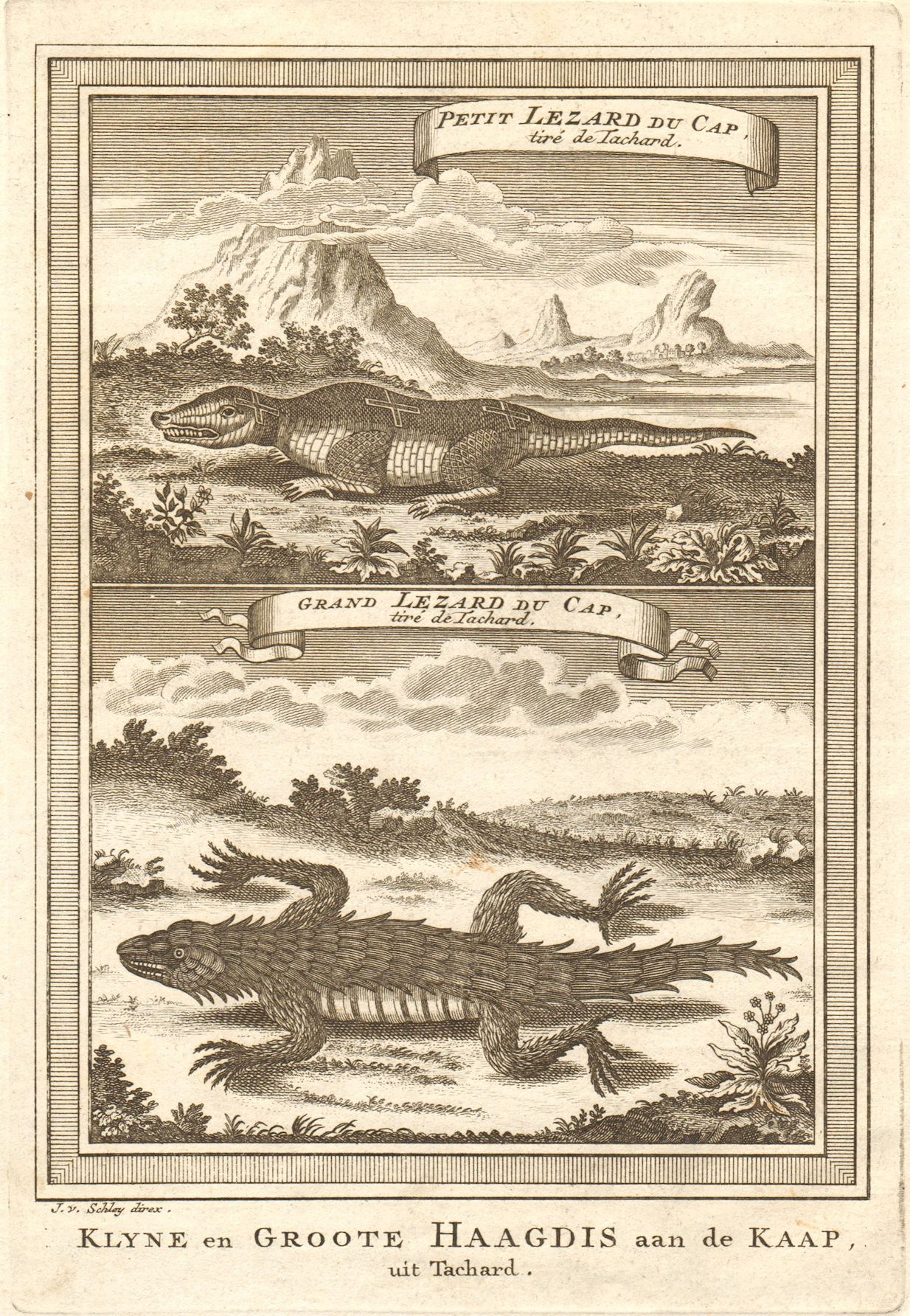 Associate Product South Africa. Small Cape Lizard & Great Cape Lizard, from Tachard. SCHLEY 1748