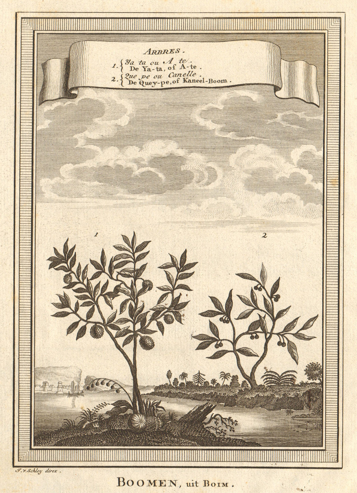 Associate Product China trees. Cinammon. Ata, Sugar/custard apple or sweetsop. SCHLEY 1749 print
