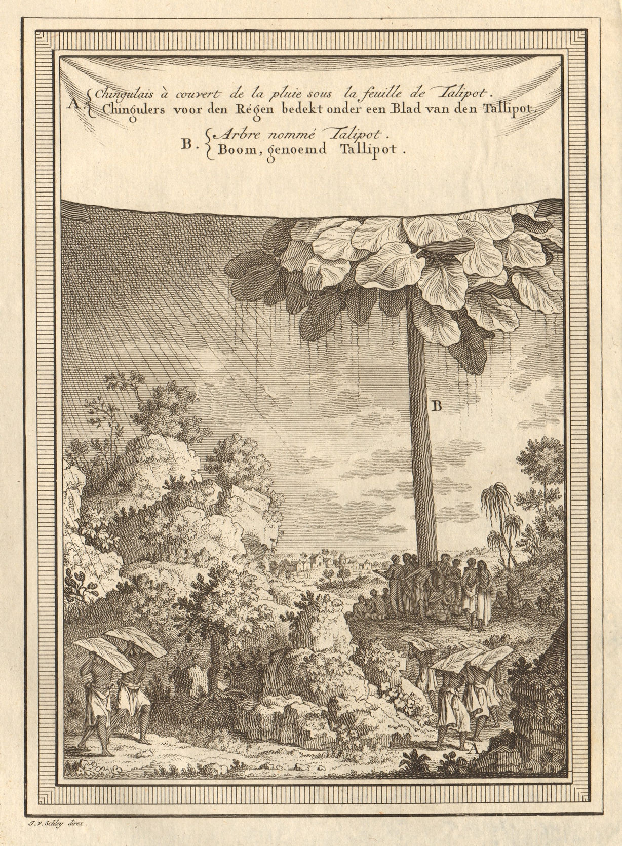 Sri Lanka. Sheltering from rain. Talipot palm Corypha umbraculifera. SCHLEY 1755