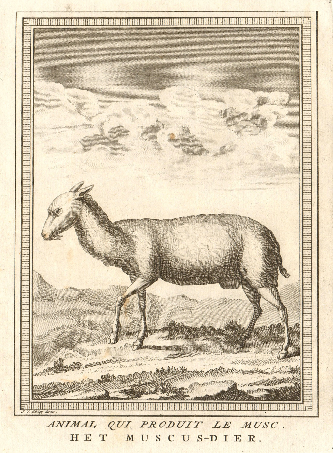 'Animal qui produit le Musc'. Musk deer. South Asia. SCHLEY 1755 old print