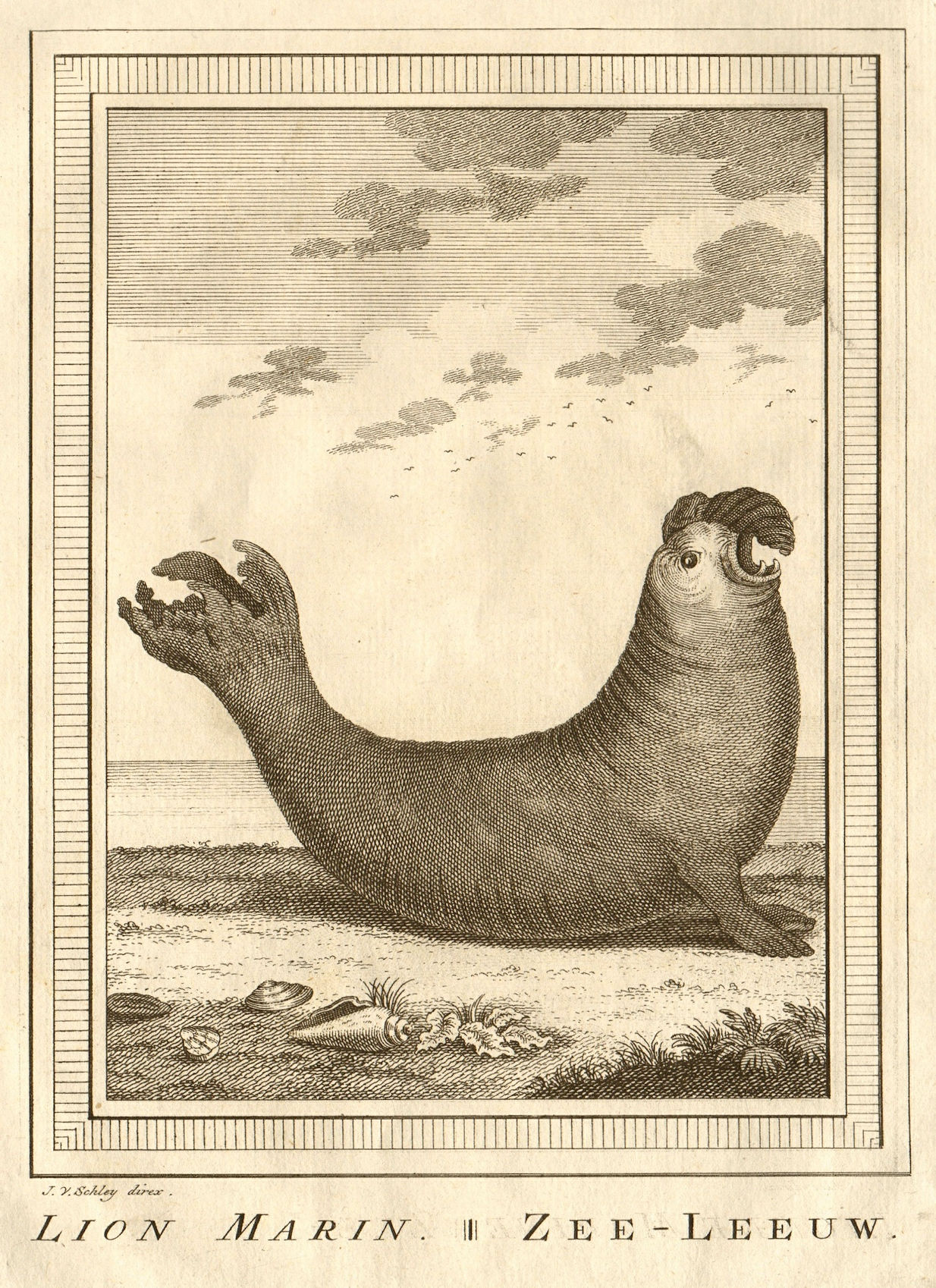 Associate Product 'Lion Marine'. Chile. Sea lion. SCHLEY 1757 old antique vintage print picture