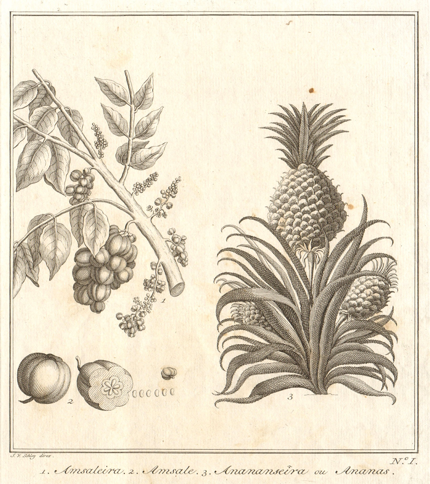 1. Amsaleira 2. Amsal 3. Pineapple. East Indies Indonesia fruit. SCHLEY 1763
