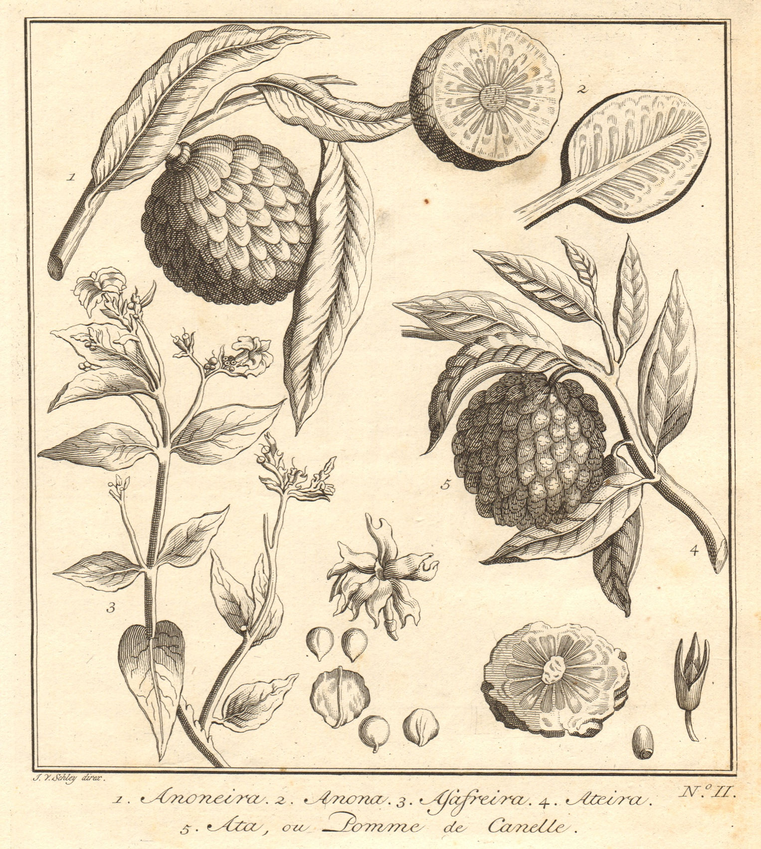 Annona squamosa. Asafreira. Sugar apple sweetsop custard apple. SCHLEY 1763