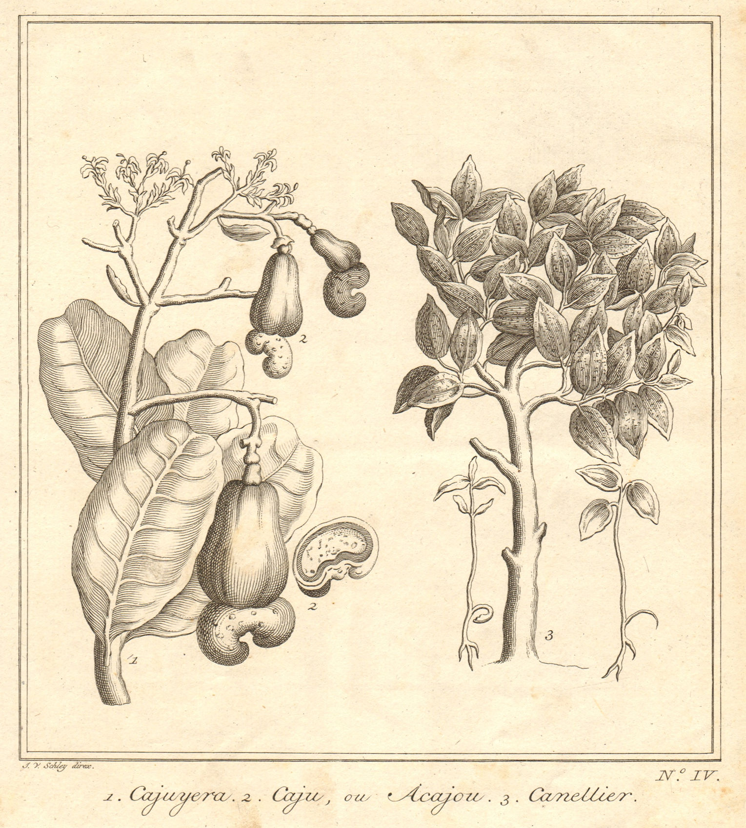 Indonesia. East Indies. Cashew tree & nuts. Cinnamon spice tree. SCHLEY 1763
