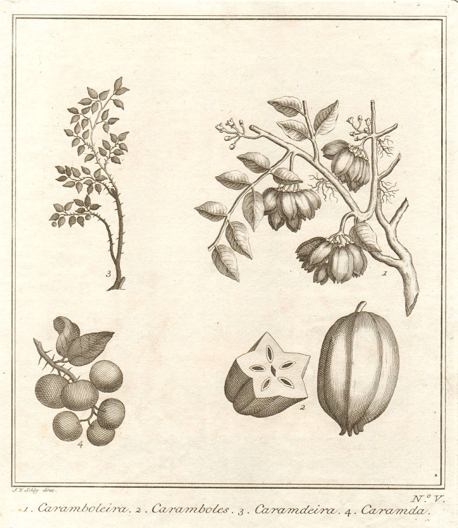 Tropical fruit. Carambola Star Carandas plum Bengal currant karanda SCHLEY 1763