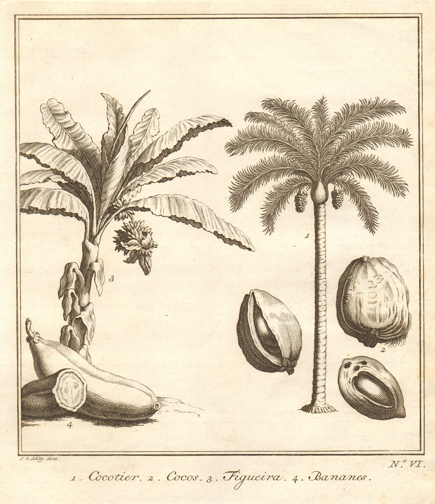 Tropical fruit. East Indies. Coconut tree. Banana Plant & bananas. SCHLEY 1763