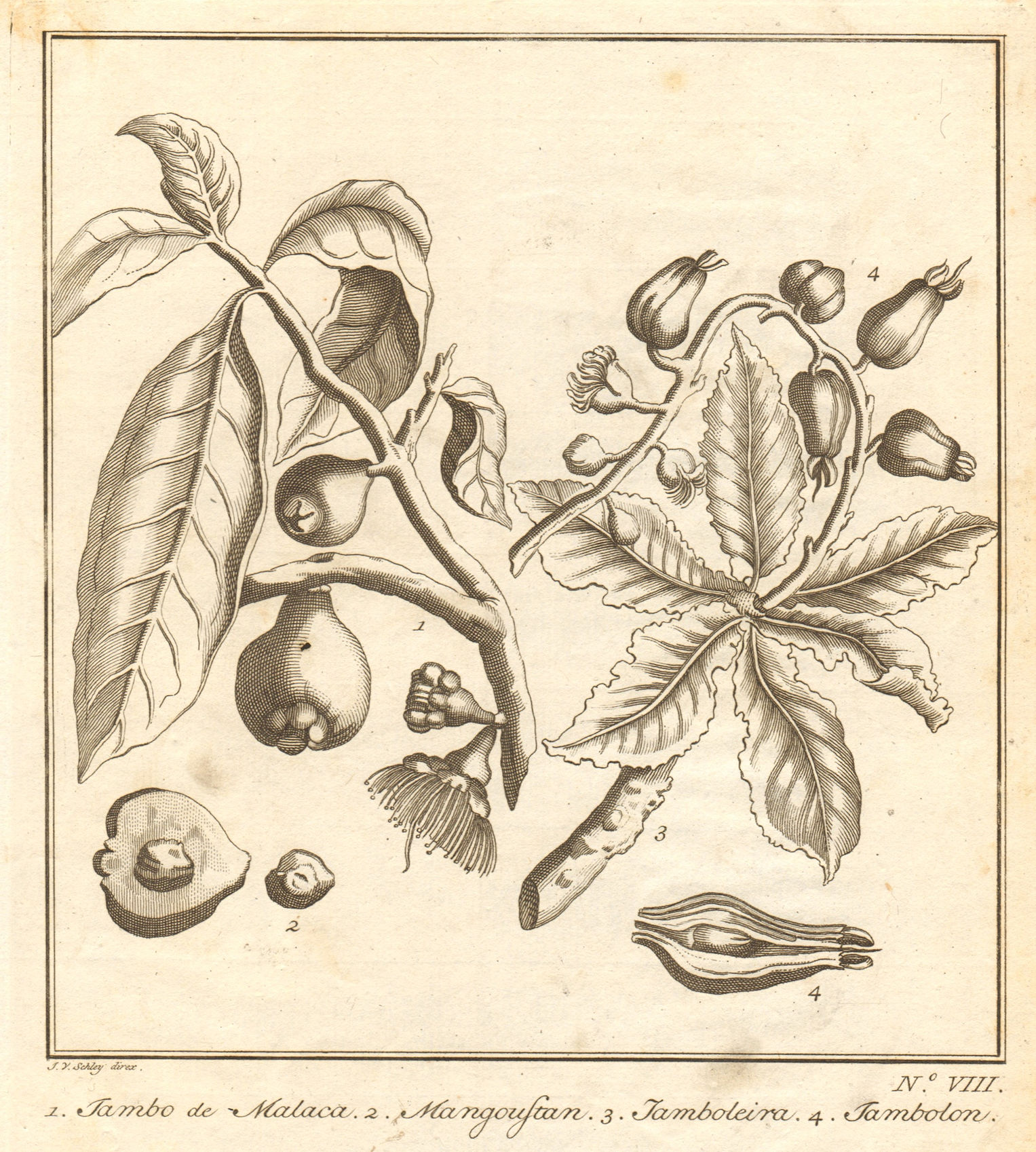 Associate Product Tropical fruit. Malay rose apple. Jambolan. Java/black plum jamun. SCHLEY 1763