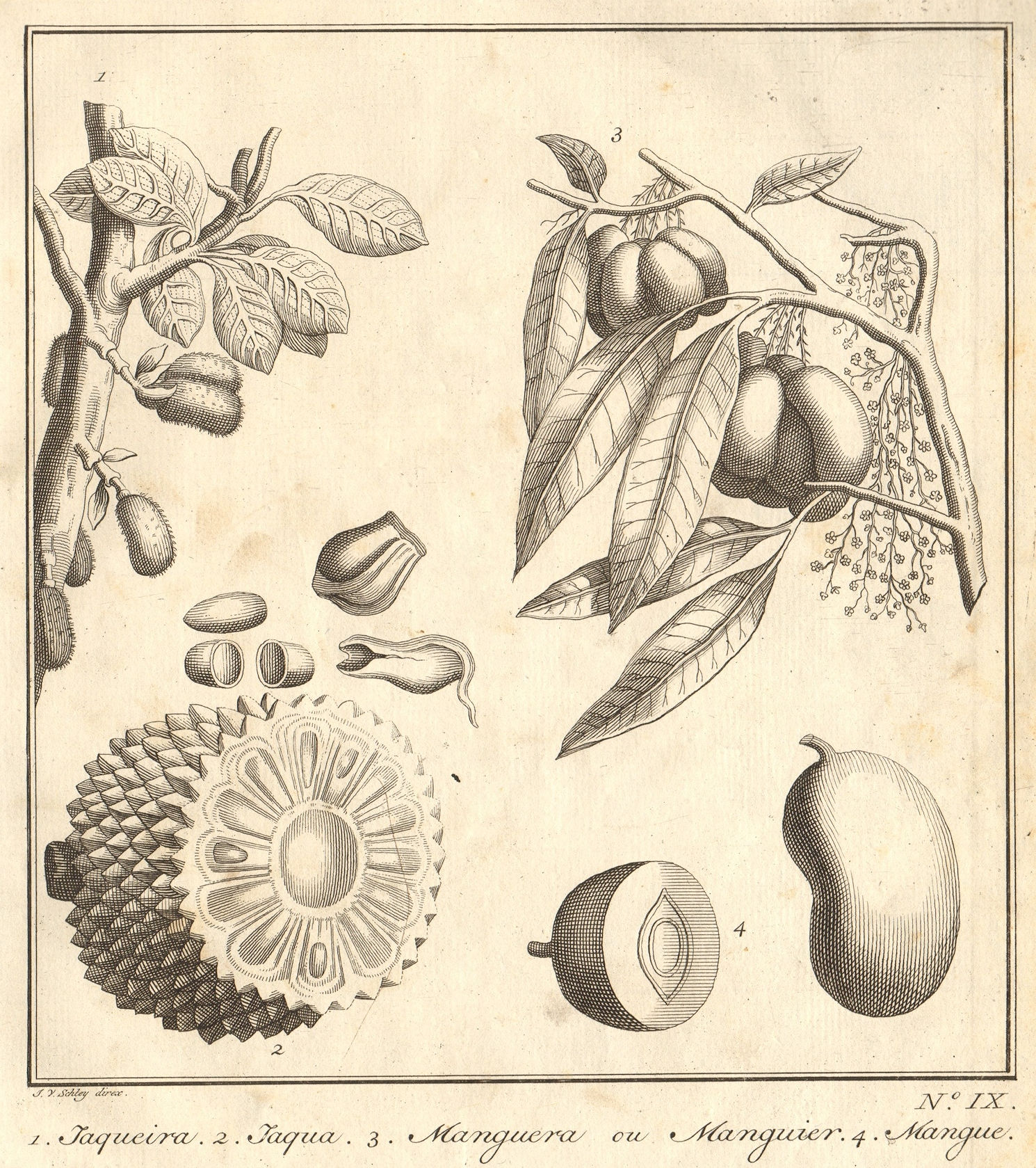 Tropical fruit & trees. Jackfruit & Mango. East Indies Indonesia. SCHLEY 1763