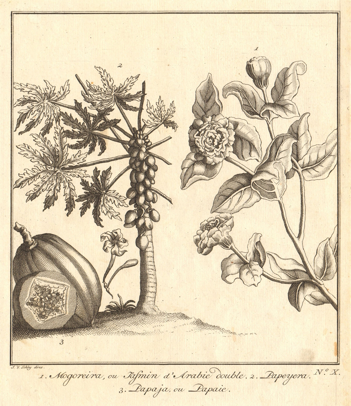 Tropical fruit & plants. Arabian Jasmine Mogra Double. Papaya. SCHLEY 1763