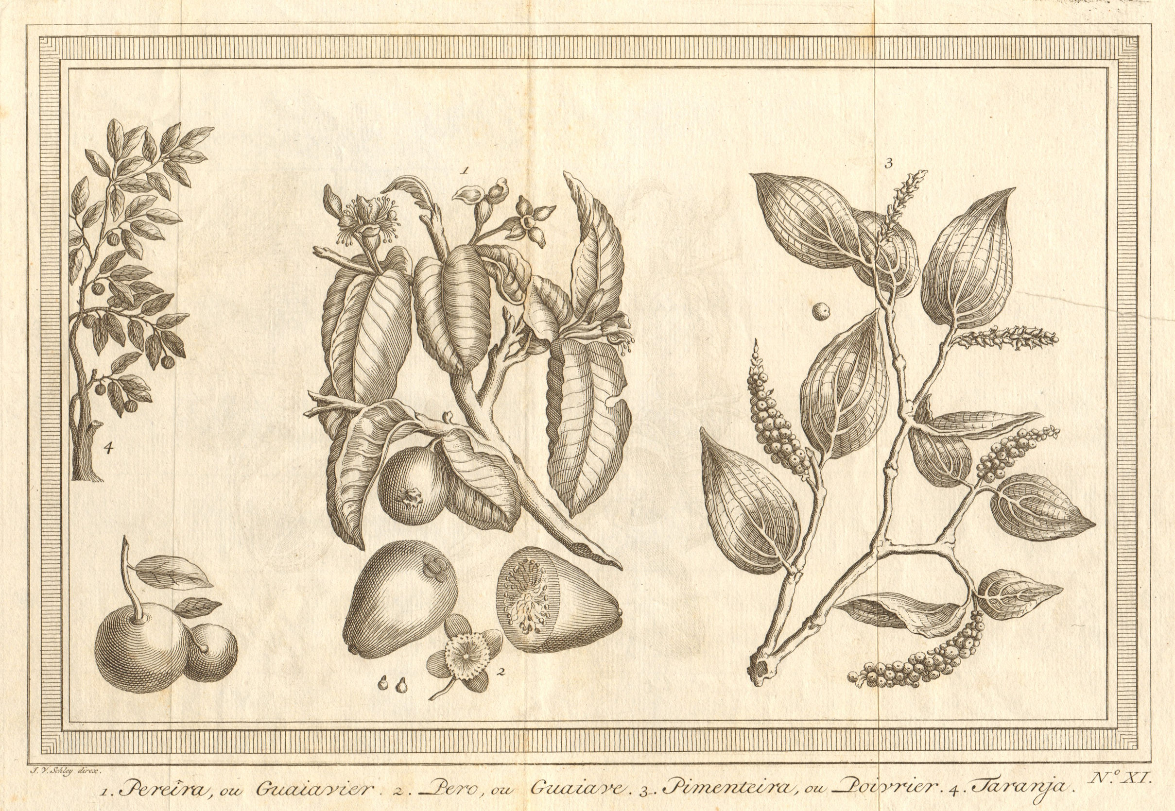 Associate Product Tropical fruit & spice trees & plants. Guava. Pepper. Orange. SCHLEY 1763