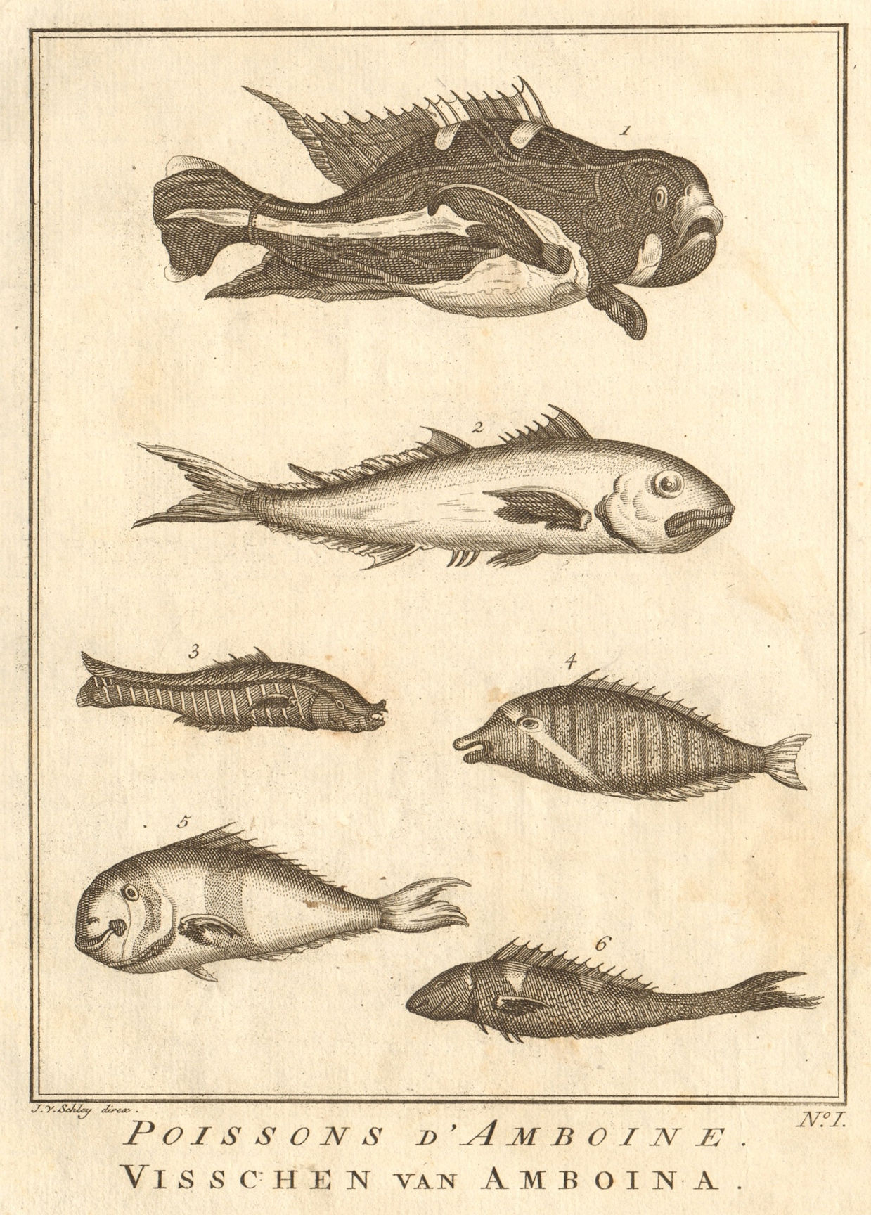 I. Poissons d'Ambione. Indonesia Moluccas Maluku tropical fish. SCHLEY 1763