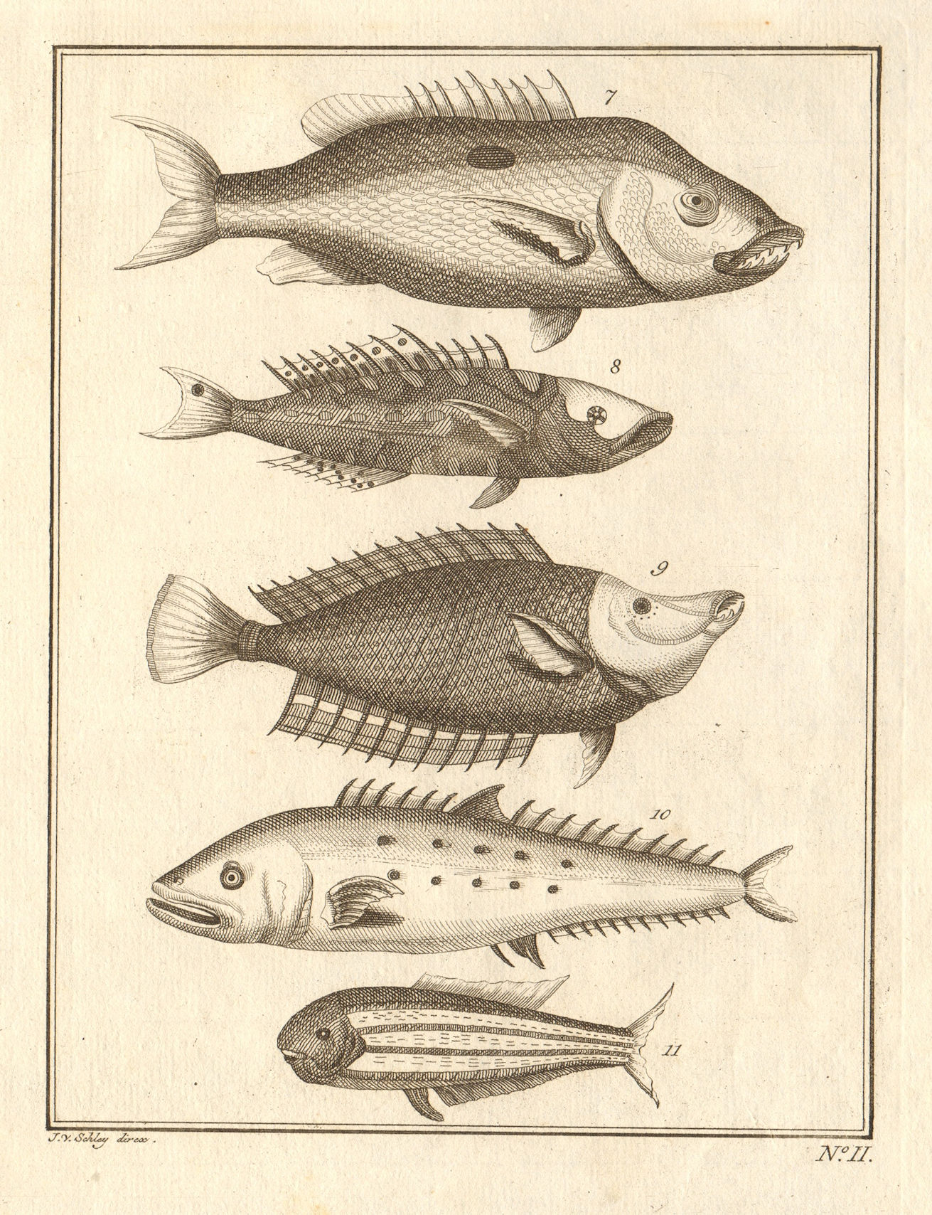 Associate Product II. Poissons d'Ambione. Indonesia Moluccas Maluku tropical fish. SCHLEY 1763