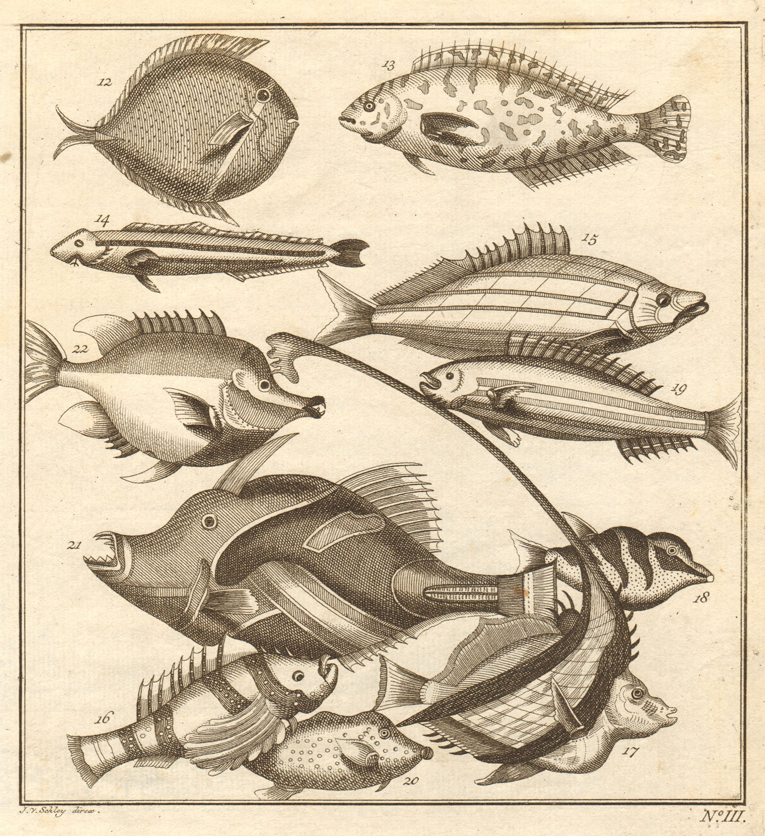 Associate Product III. Poissons d'Ambione. Indonesia Moluccas Maluku tropical fish. SCHLEY 1763