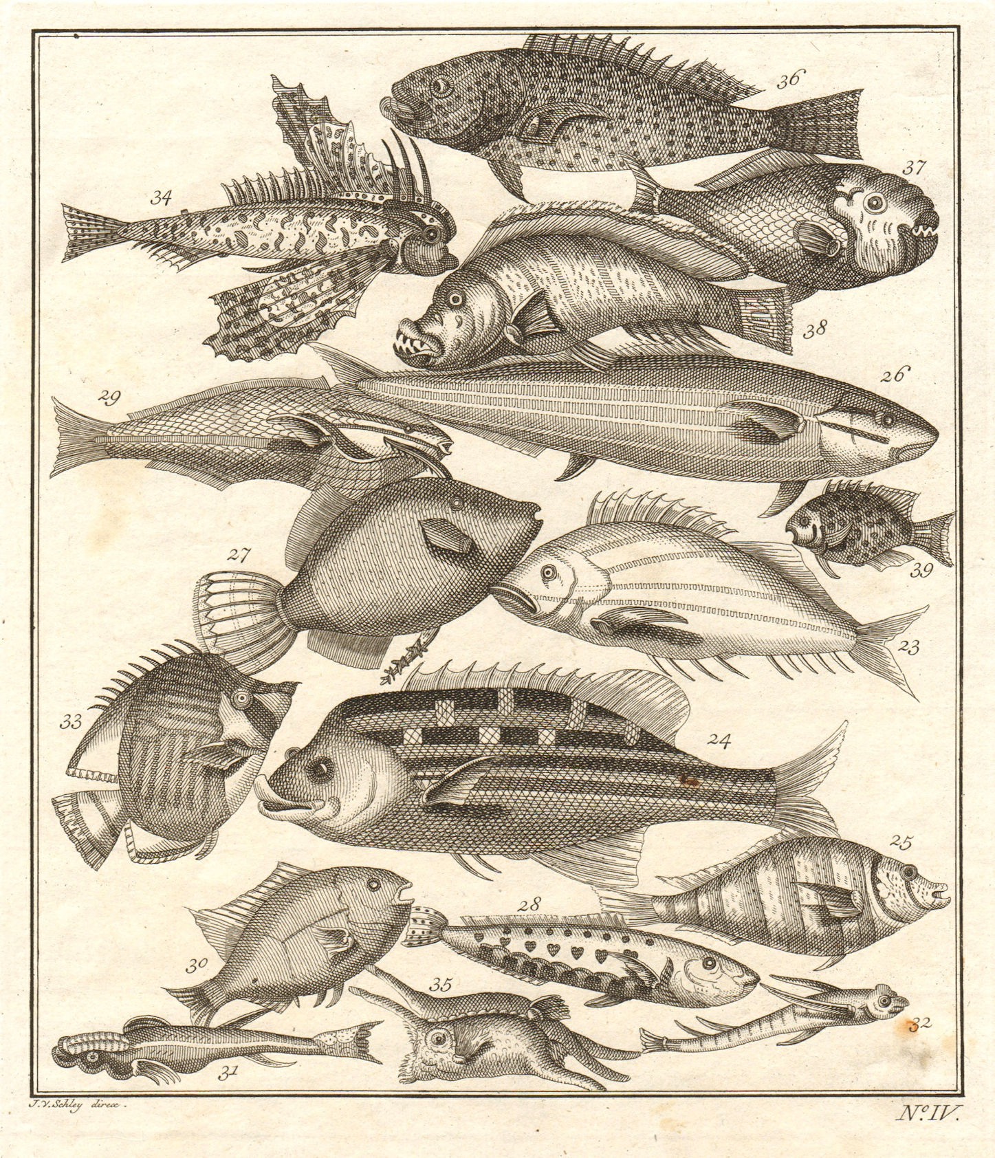 IV. Poissons d'Ambione. Indonesia Moluccas Maluku tropical fish. SCHLEY 1763