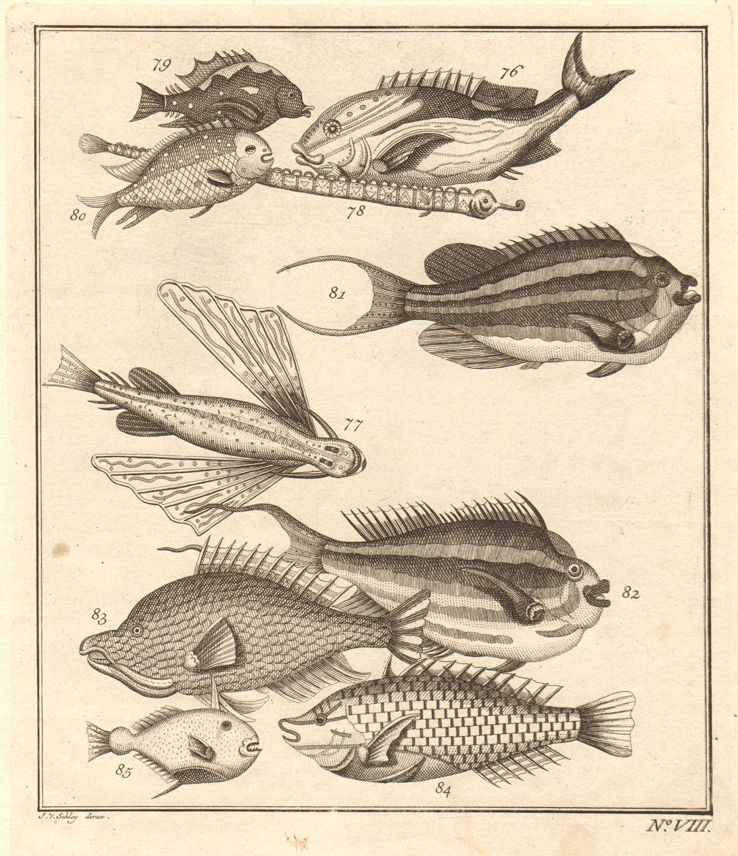 Associate Product VIII. Poissons d'Ambione. Indonesia Moluccas Maluku tropical fish. SCHLEY 1763