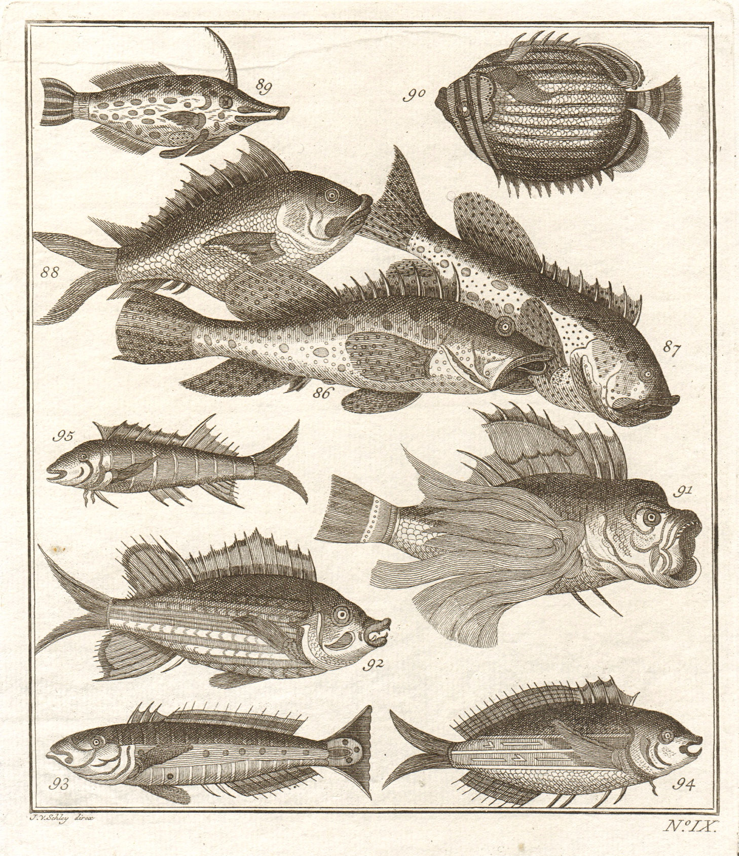 Associate Product IX. Poissons d'Ambione. Indonesia Moluccas Maluku tropical fish. SCHLEY 1763