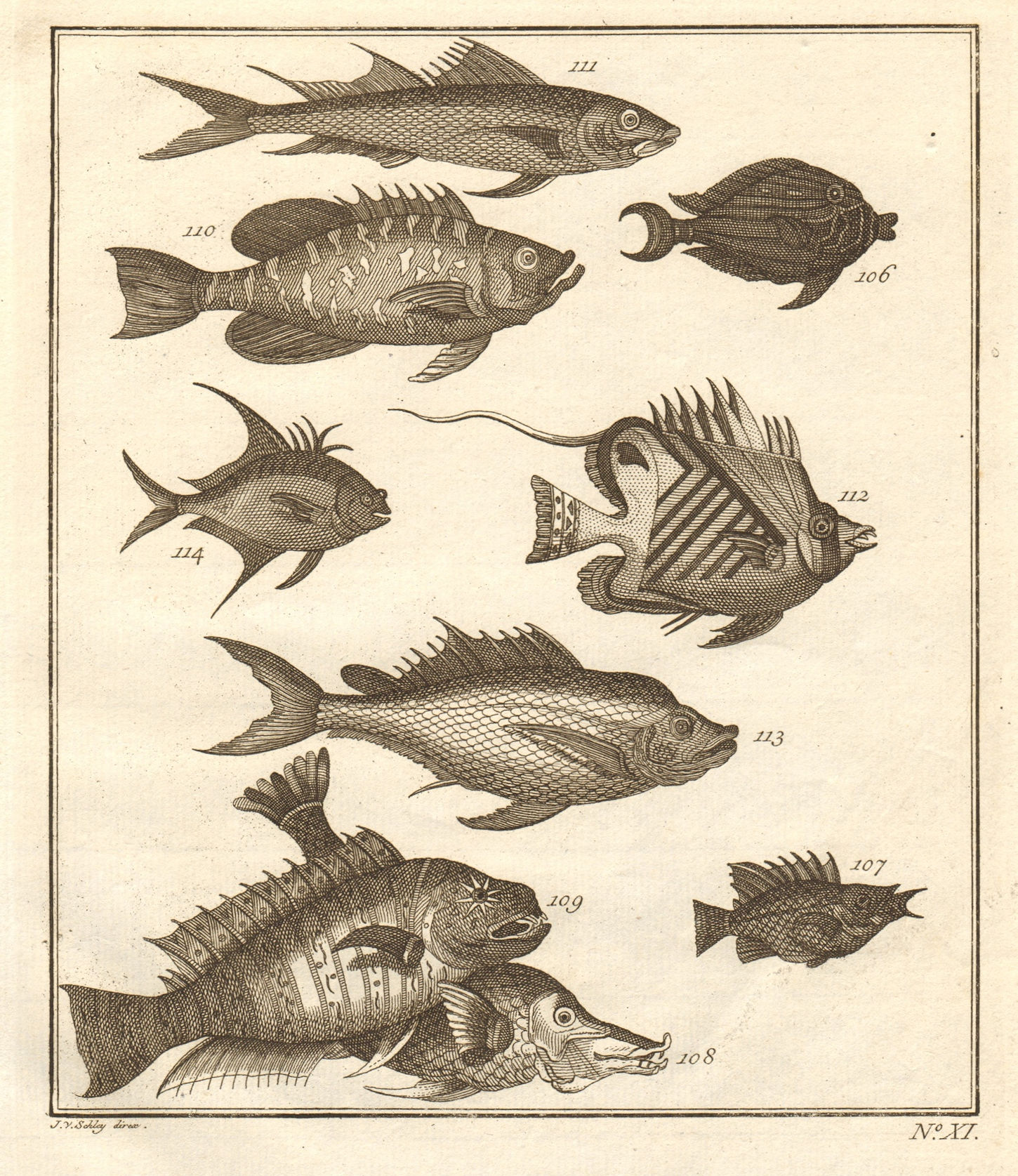Associate Product XI. Poissons d'Ambione. Indonesia Moluccas Maluku tropical fish. SCHLEY 1763