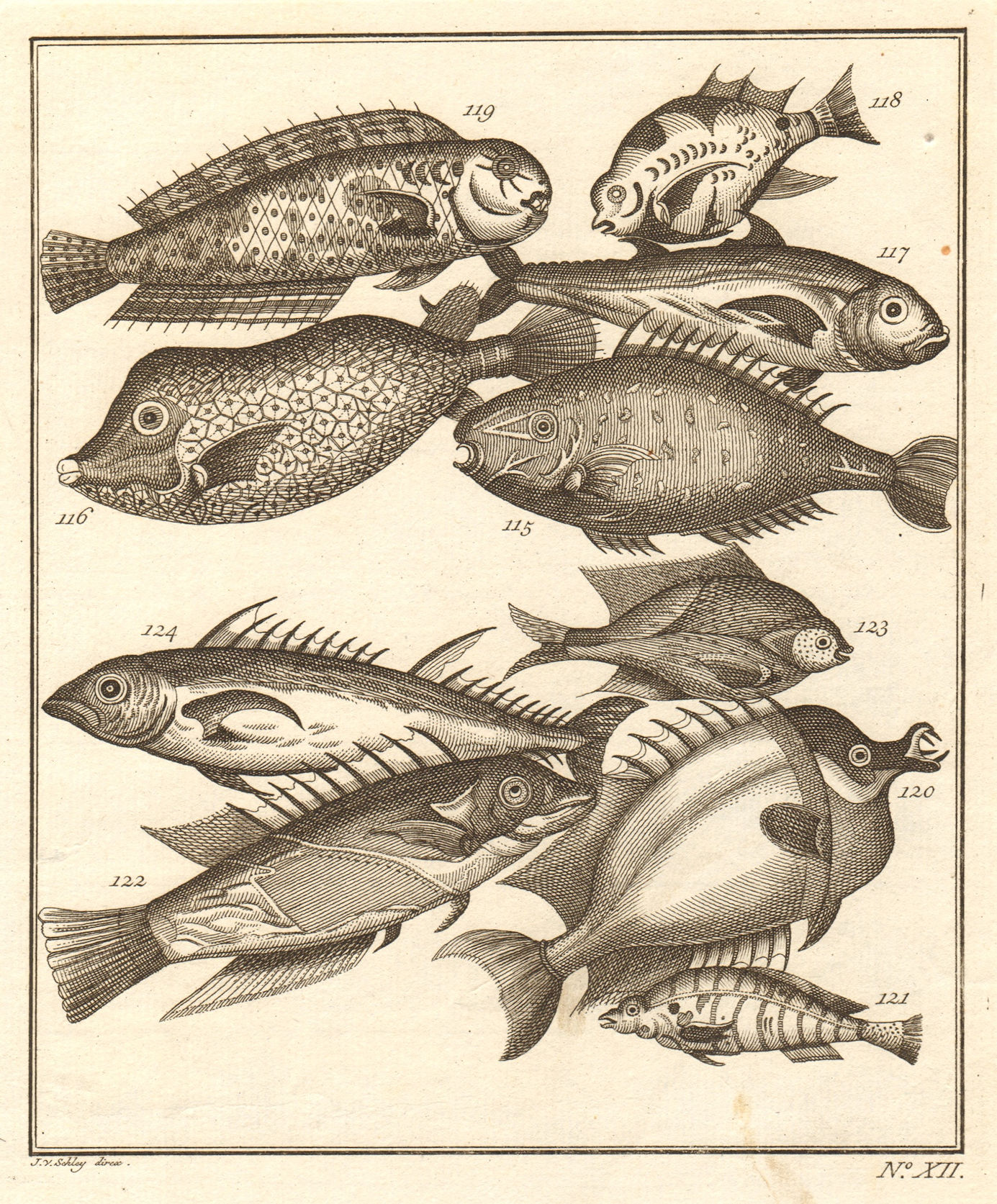 Associate Product XII. Poissons d'Ambione. Indonesia Moluccas Maluku tropical fish. SCHLEY 1763