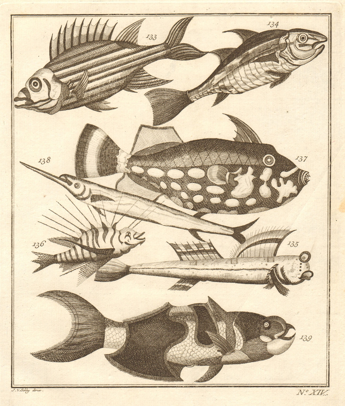Associate Product XIV. Poissons d'Ambione. Indonesia Moluccas Maluku tropical fish. SCHLEY 1763