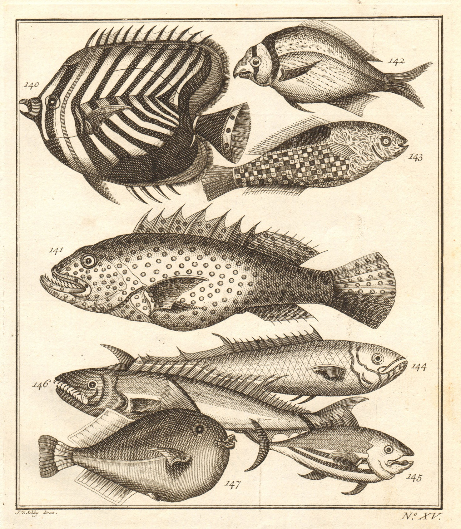 XV. Poissons d'Ambione. Indonesia Moluccas Maluku tropical fish. SCHLEY 1763
