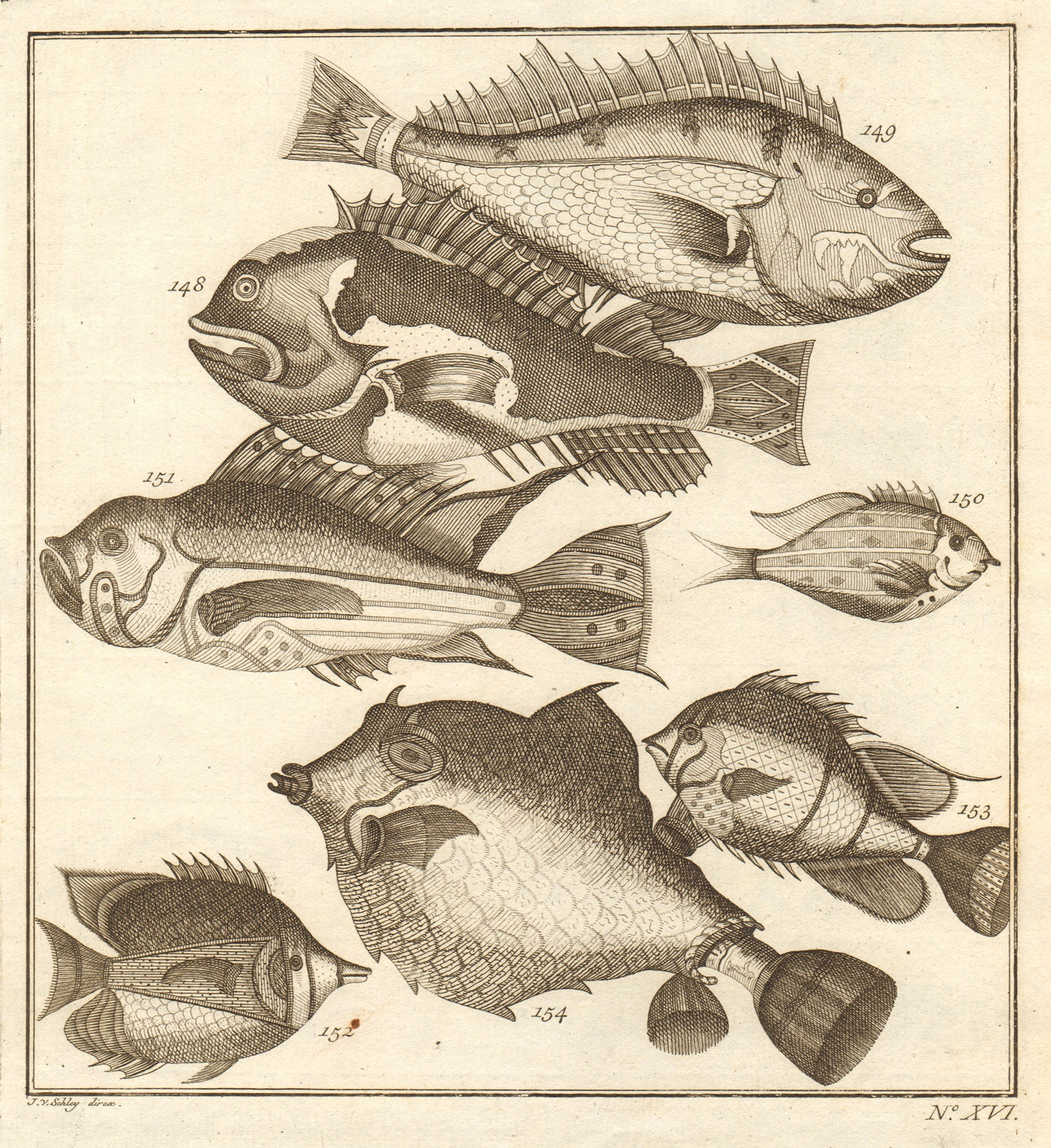 XVI. Poissons d'Ambione. Indonesia Moluccas Maluku tropical fish. SCHLEY 1763