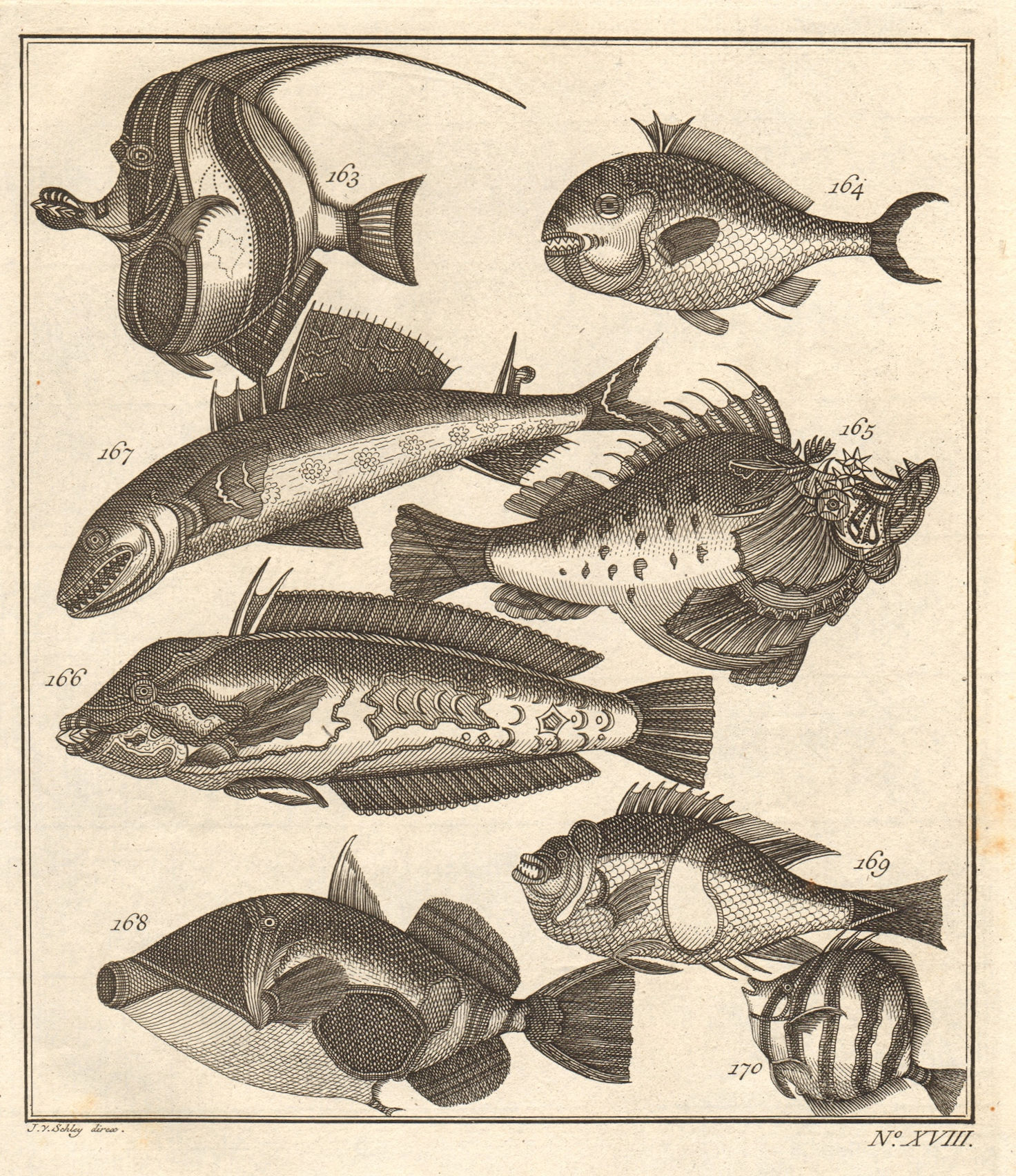 Associate Product XVIII. Poissons d'Ambione. Indonesia Moluccas Maluku tropical fish. SCHLEY 1763