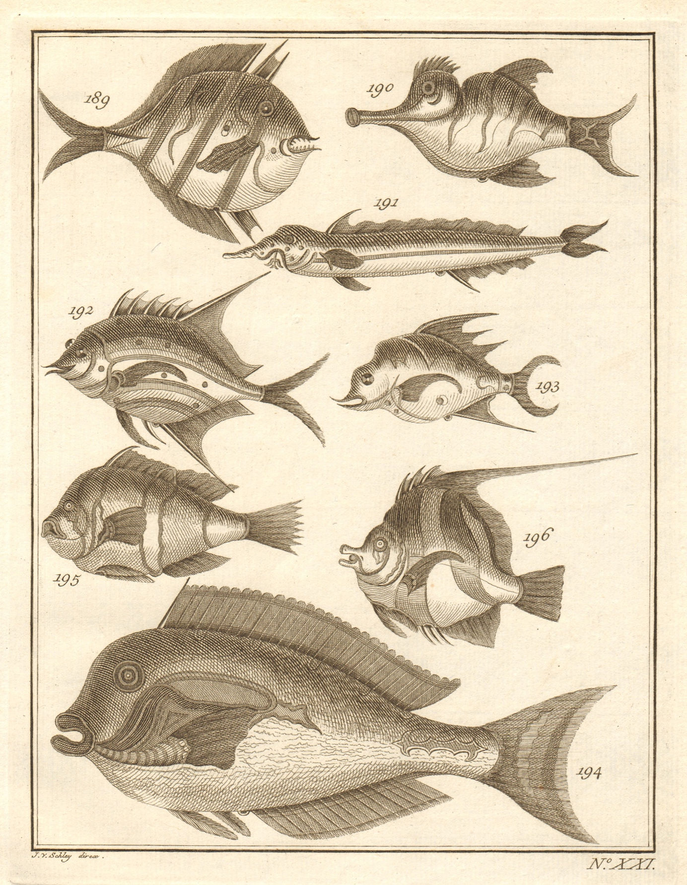 Associate Product XXI. Poissons d'Ambione. Indonesia Moluccas Maluku tropical fish. SCHLEY 1763