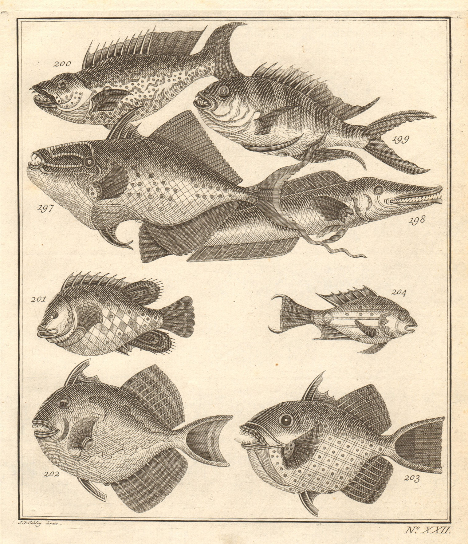 Associate Product XXII. Poissons d'Ambione. Indonesia Moluccas Maluku tropical fish. SCHLEY 1763