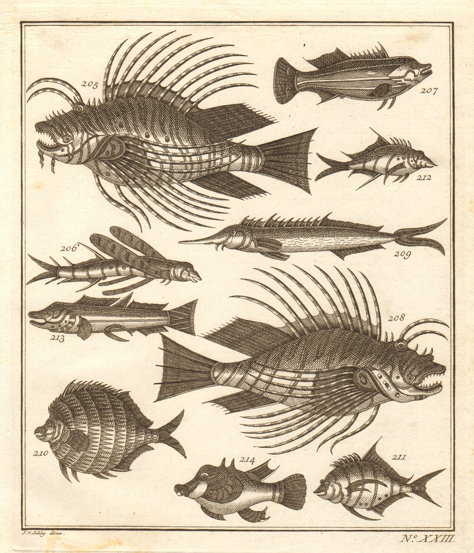 Associate Product XXIII. Poissons d'Ambione. Indonesia Moluccas Maluku tropical fish. SCHLEY 1763