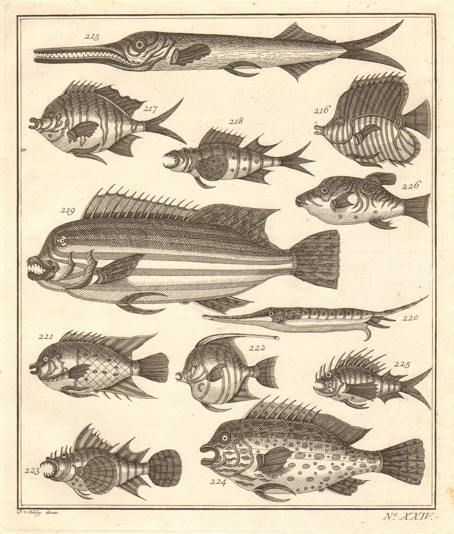 XXIV. Poissons d'Ambione. Indonesia Moluccas Maluku tropical fish. SCHLEY 1763