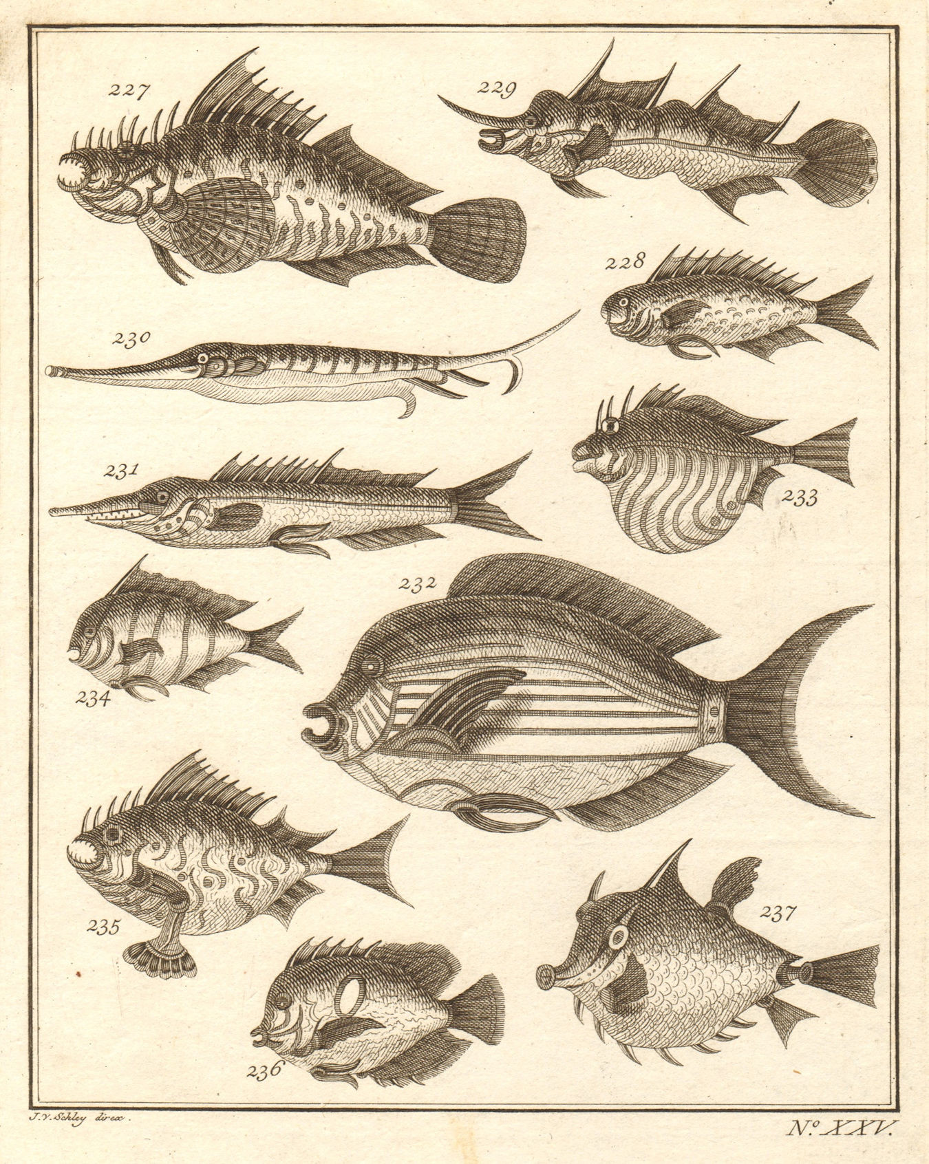Associate Product XXV. Poissons d'Ambione. Indonesia Moluccas Maluku tropical fish. SCHLEY 1763