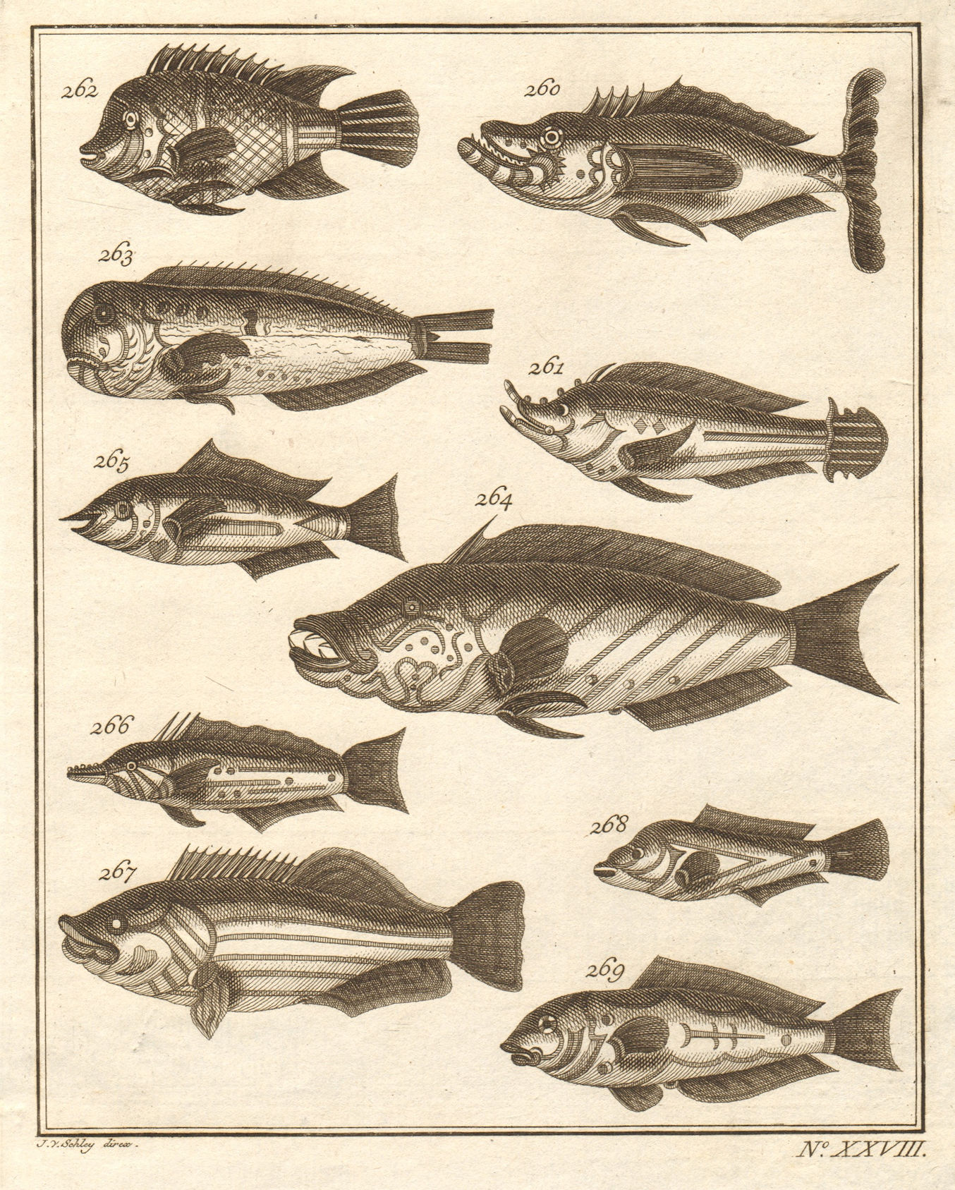 Associate Product XXVIII. Poissons d'Ambione. Indonesia Moluccas Maluku tropical fish. SCHLEY 1763