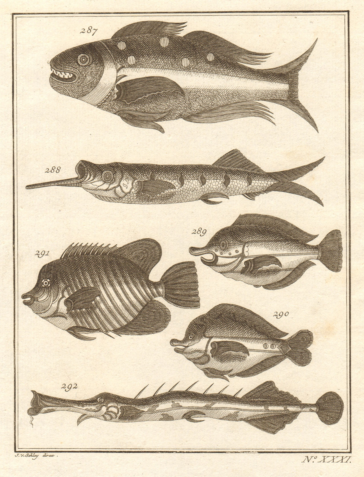 Associate Product XXXI. Poissons d'Ambione. Indonesia Moluccas Maluku tropical fish. SCHLEY 1763