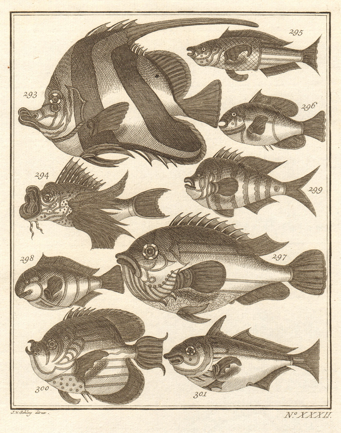 Associate Product XXXII. Poissons d'Ambione. Indonesia Moluccas Maluku tropical fish. SCHLEY 1763