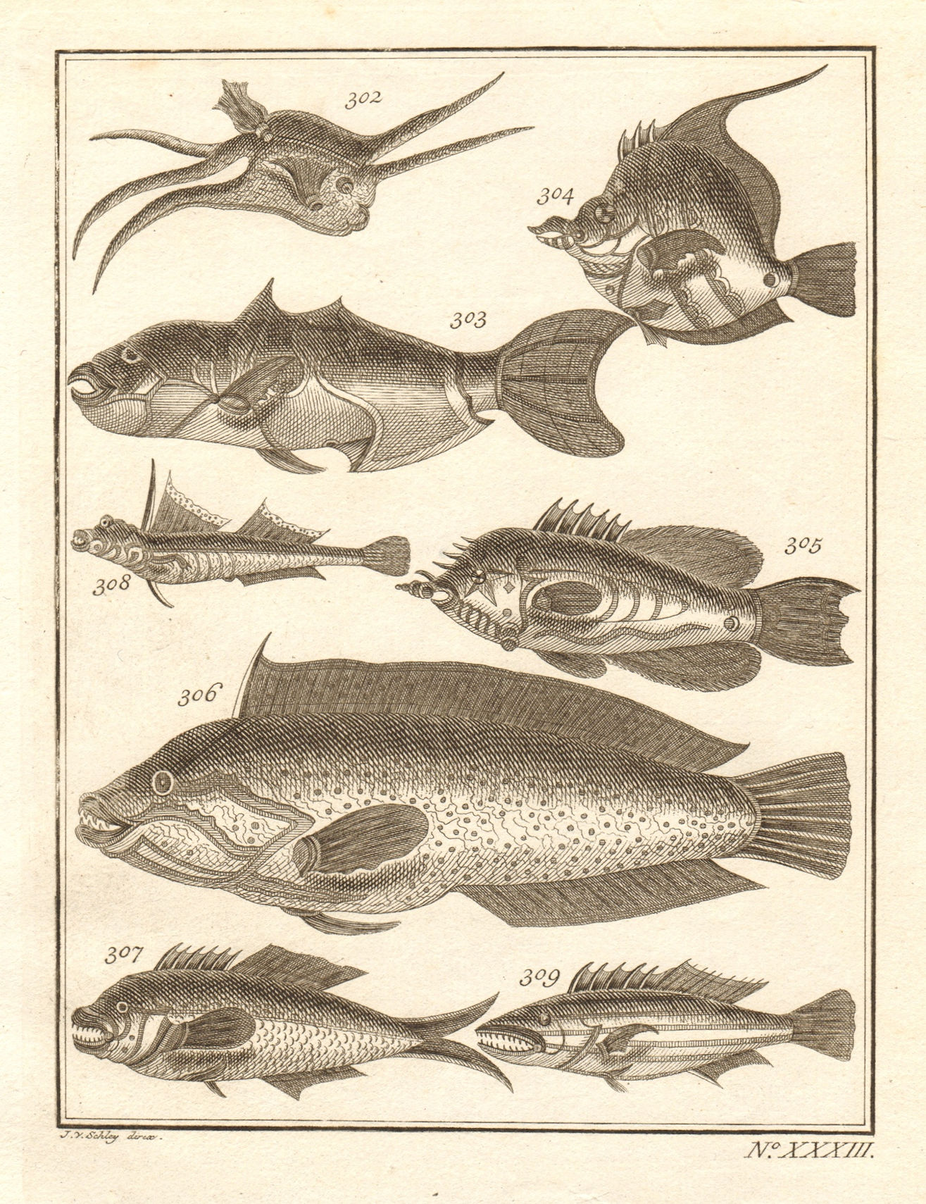 Associate Product XXXIII. Poissons d'Ambione. Indonesia Moluccas Maluku tropical fish. SCHLEY 1763