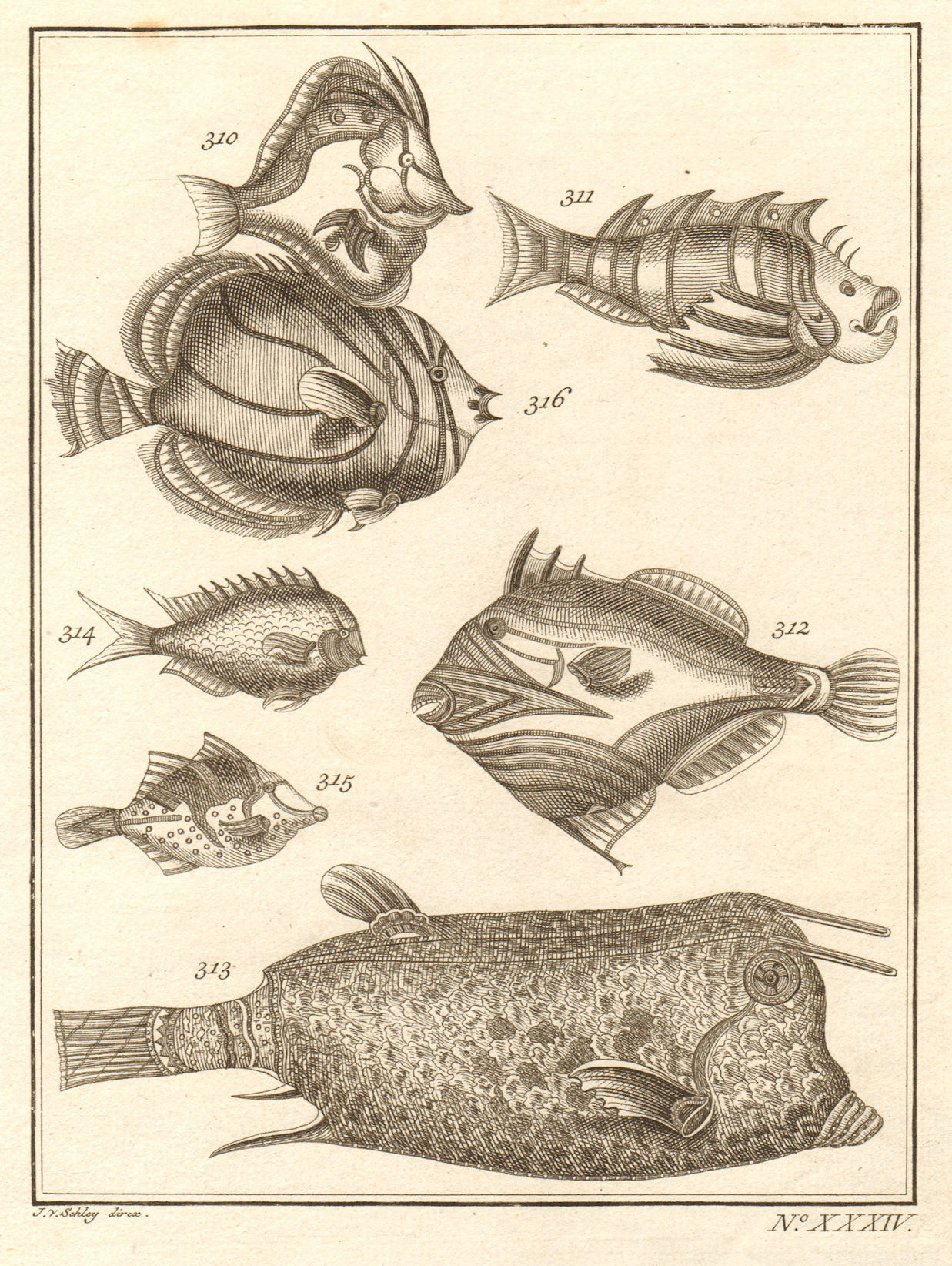 Associate Product XXXIV. Poissons d'Ambione. Indonesia Moluccas Maluku tropical fish. SCHLEY 1763